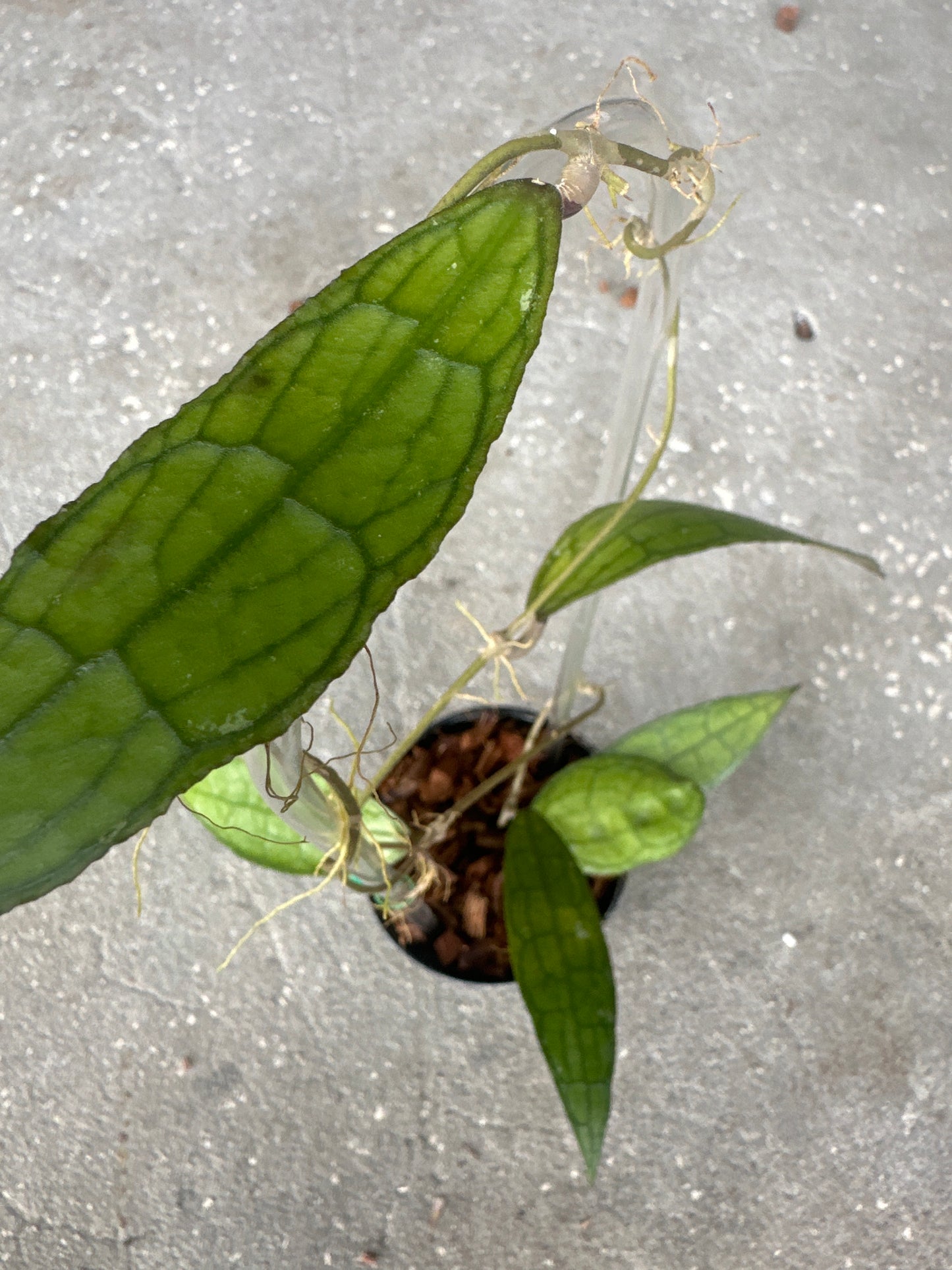 Hoya Clemensiorum