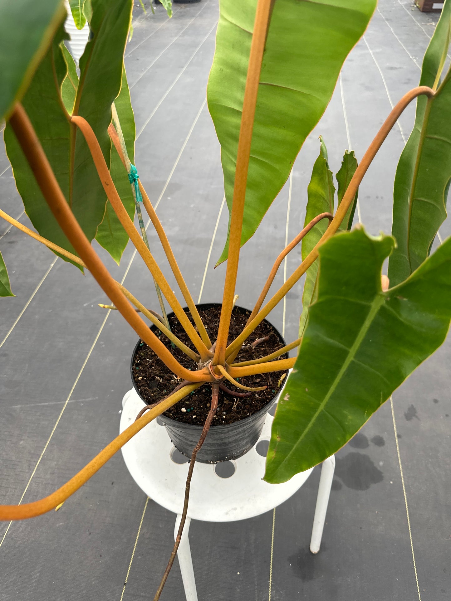 Philodendron Billietae LG