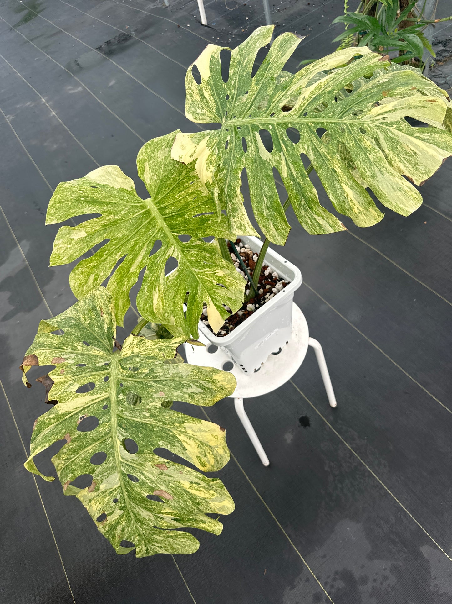 Monstera Thai Constellation Legacy