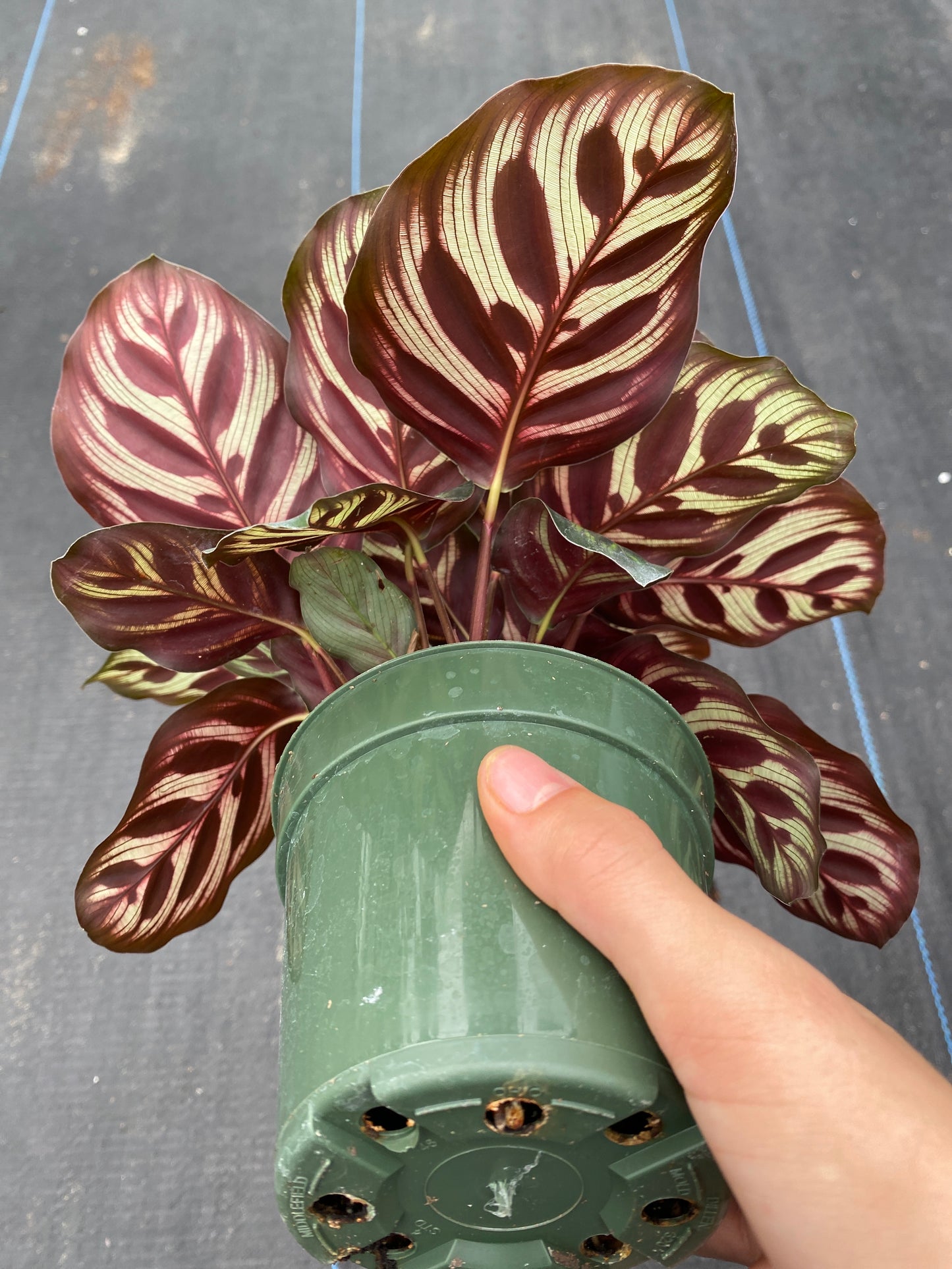 Calathea Makayona