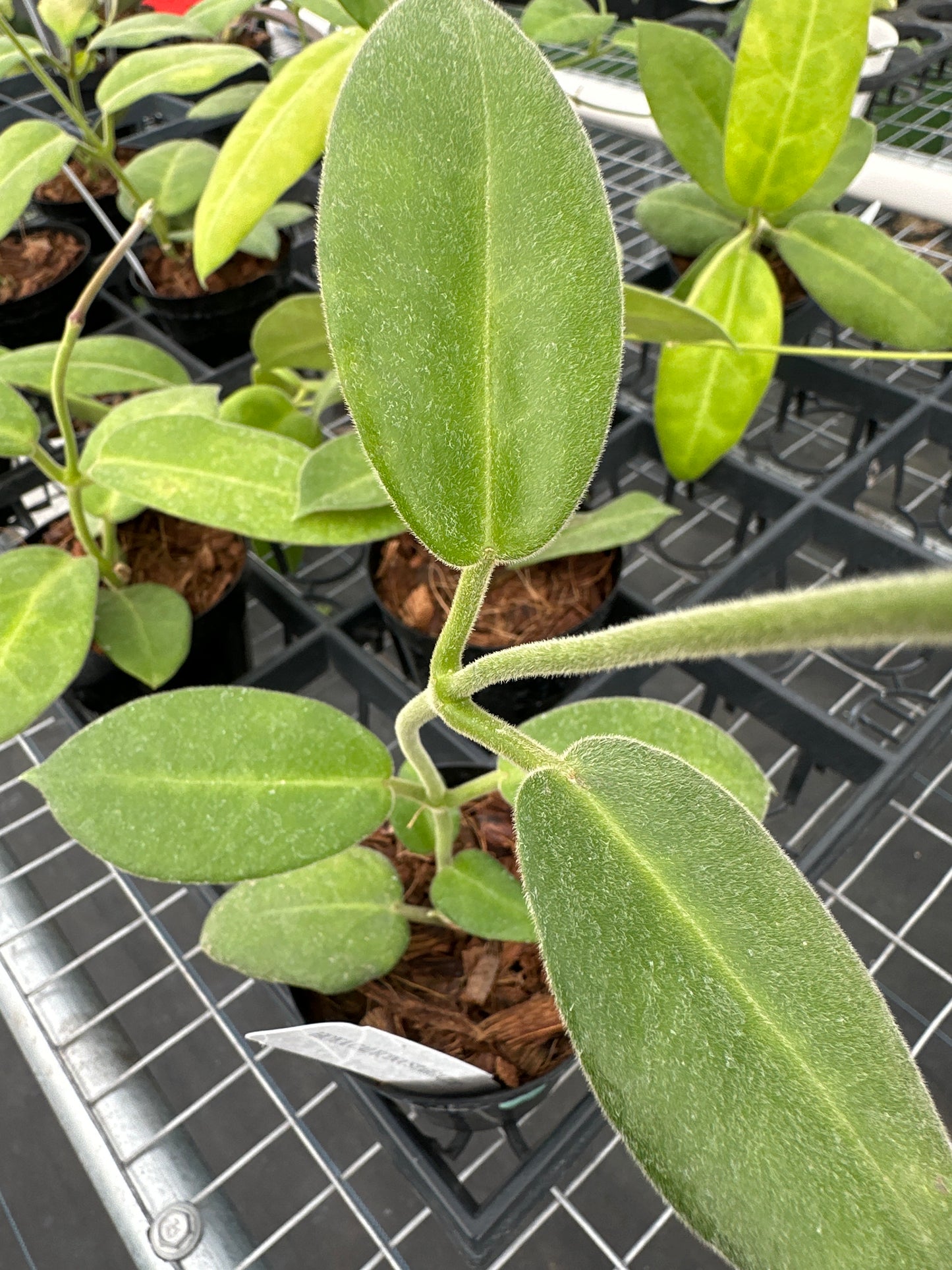 Hoya Calycina Stargazer