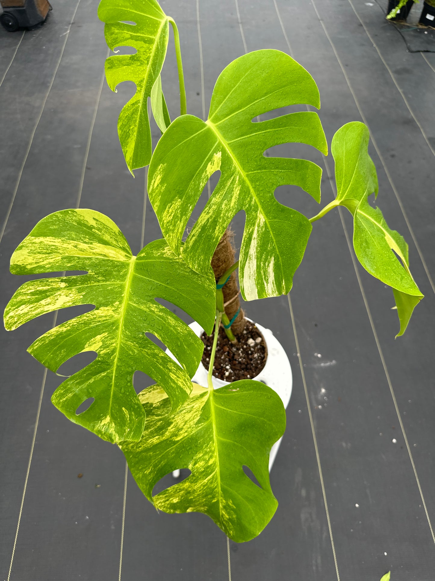 Monstera Aurea