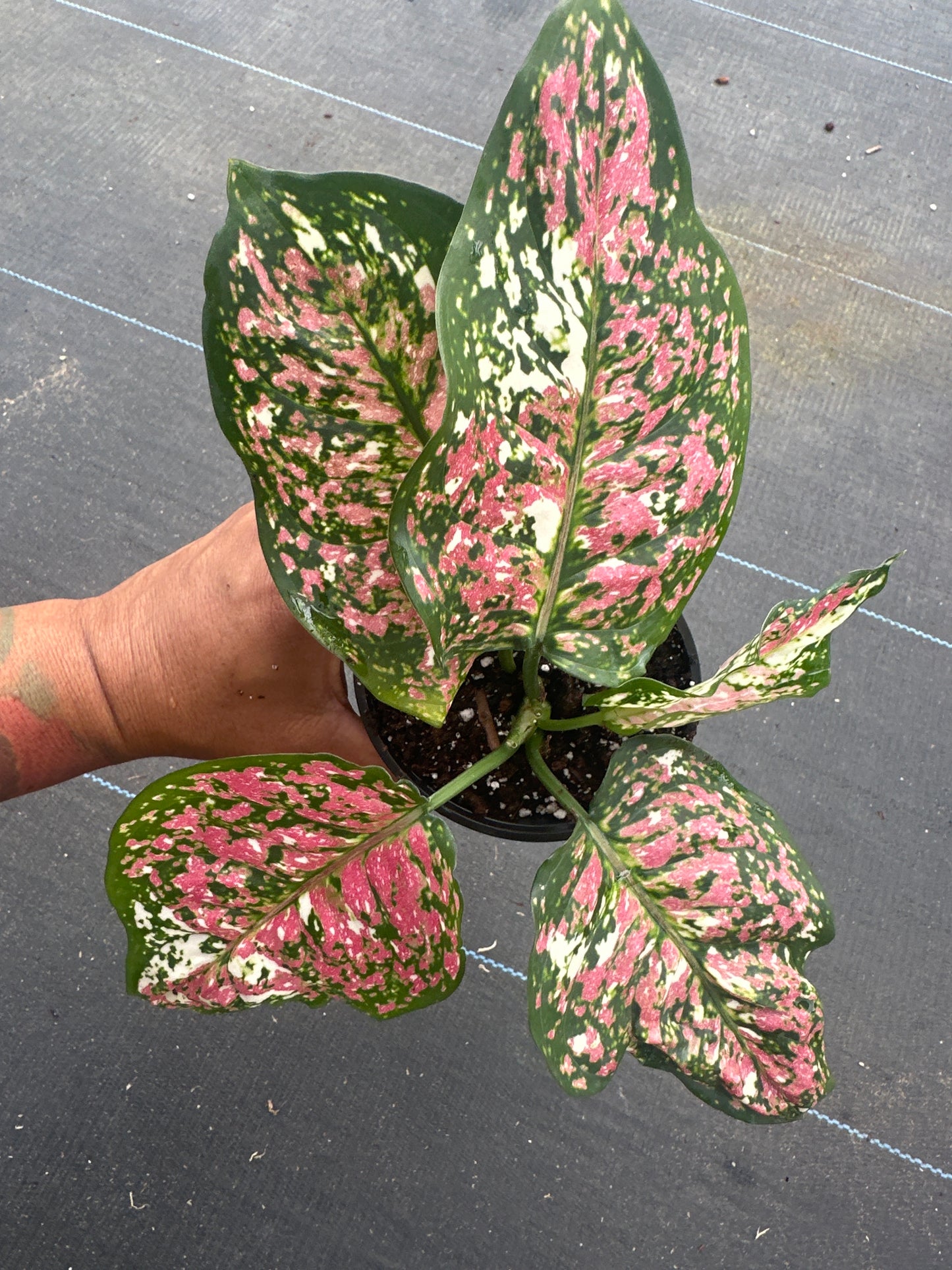 Aglaonema Anyamanee tricolor