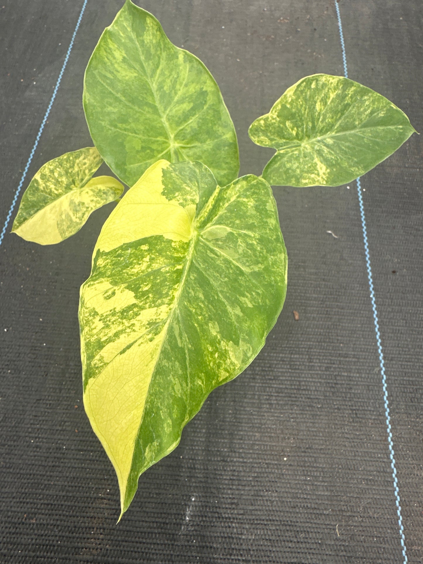 Alocasia Gageana Aurea