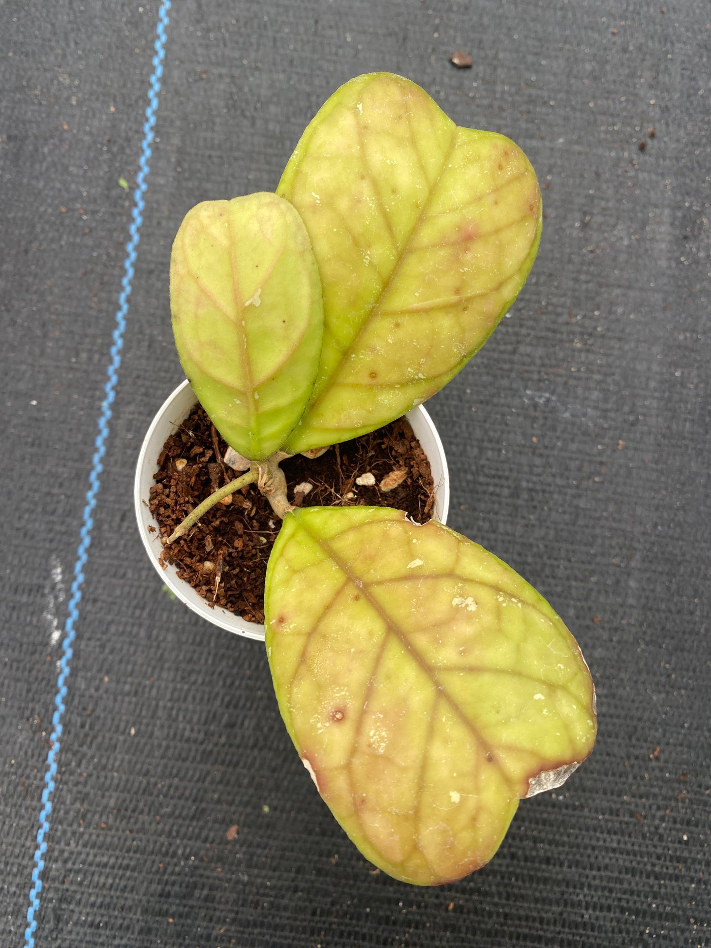 Hoya Deykei