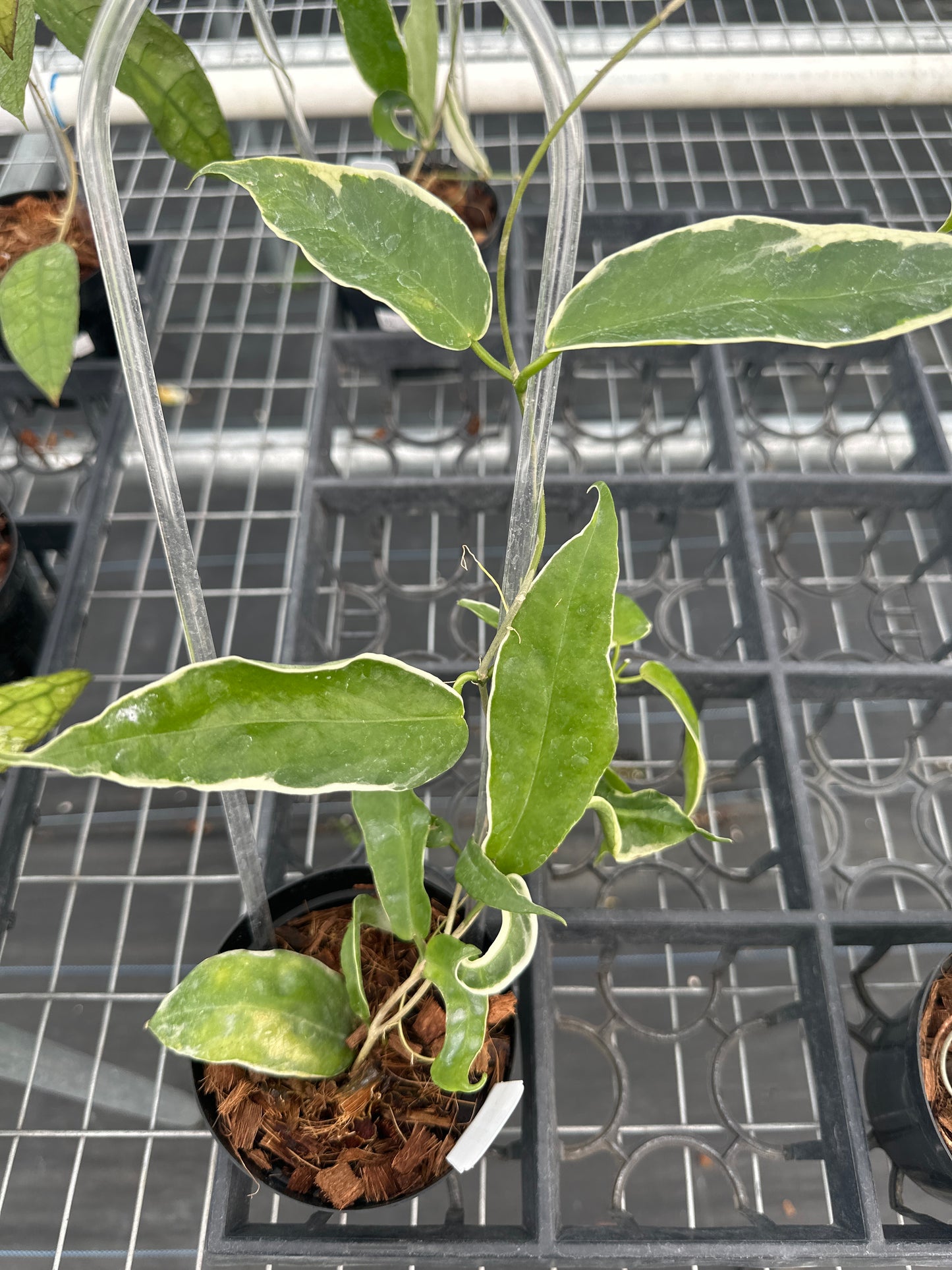 Hoya Kenejiana (outer Variegation)