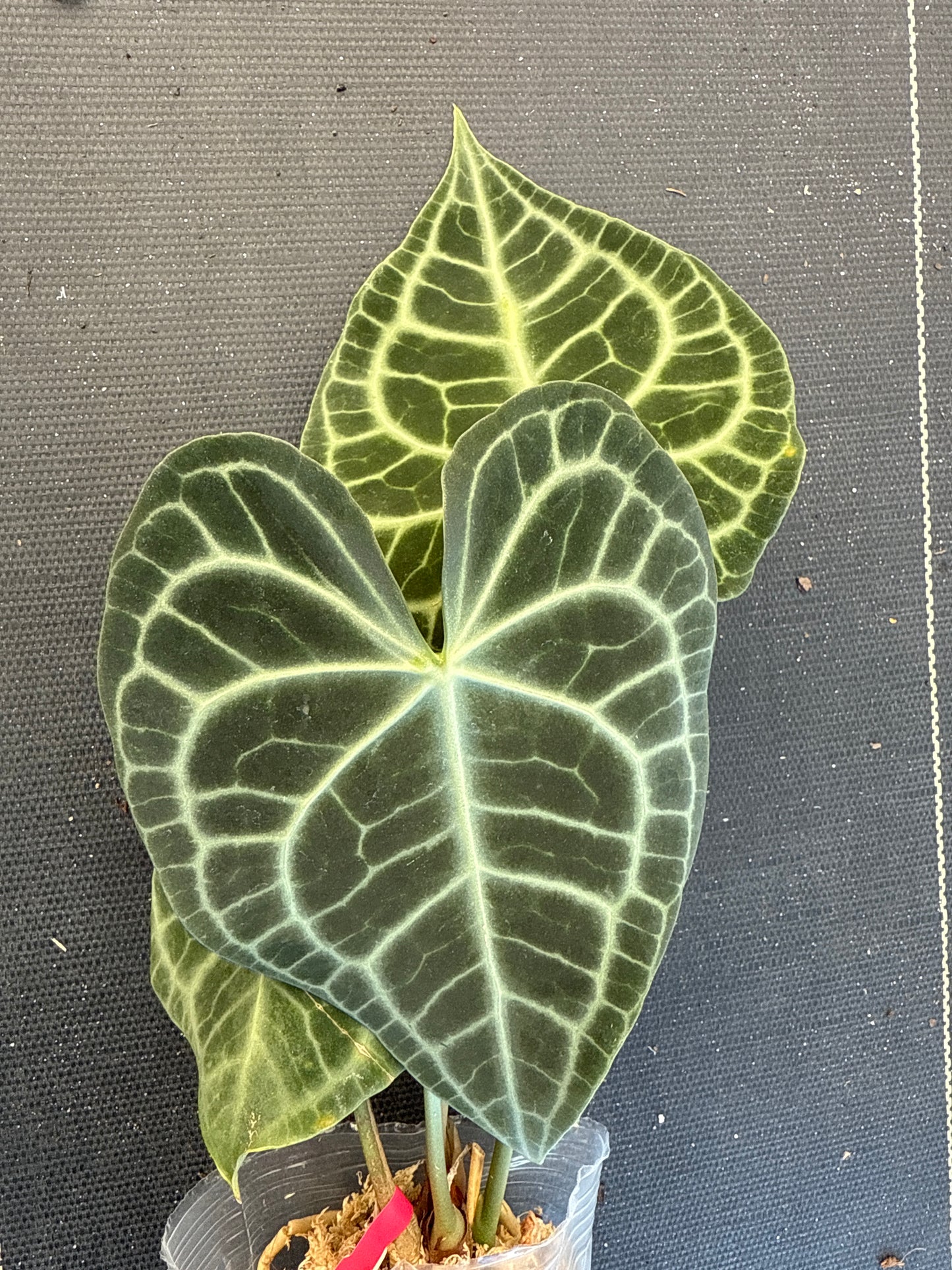 Anthurium Clerinervium Minahasa