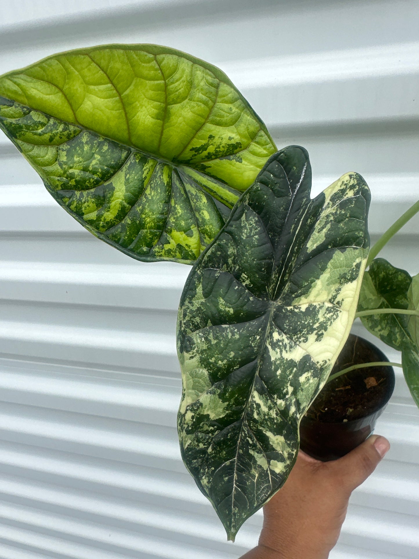 Alocasia Dragón Scale variegated