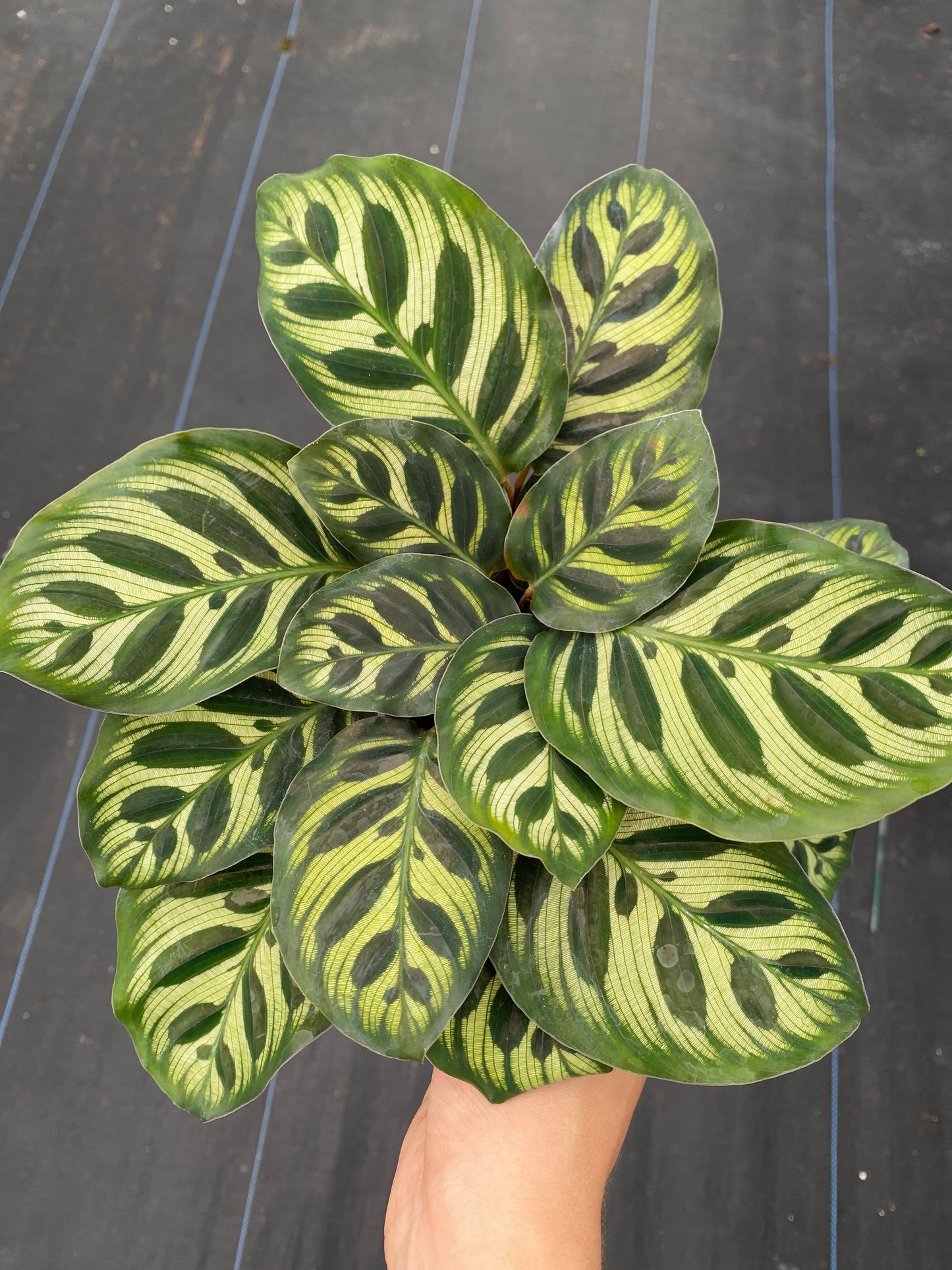 Calathea Makayona