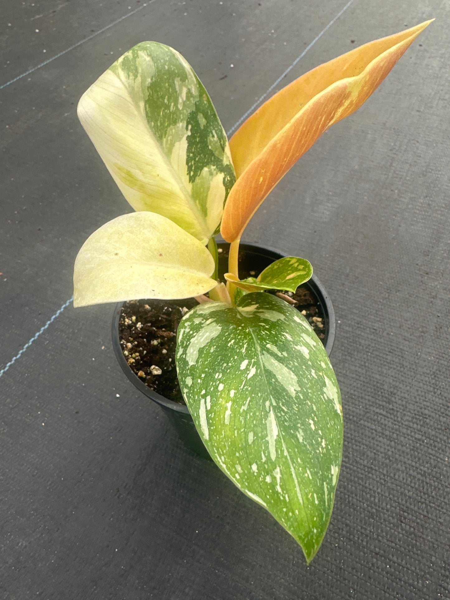 Philodendron Green Congo Nuclear