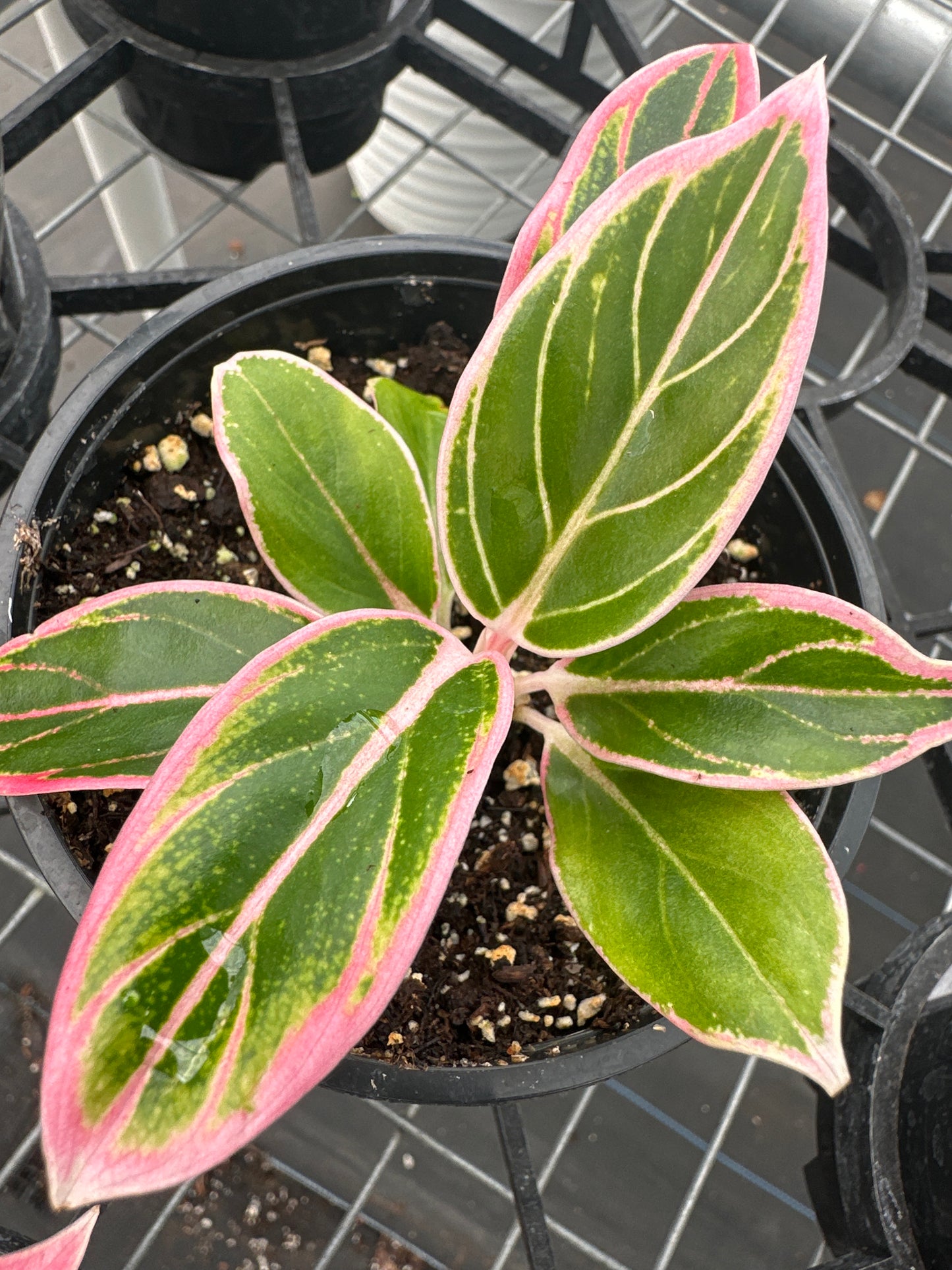 Aglaonema Lotus Delight