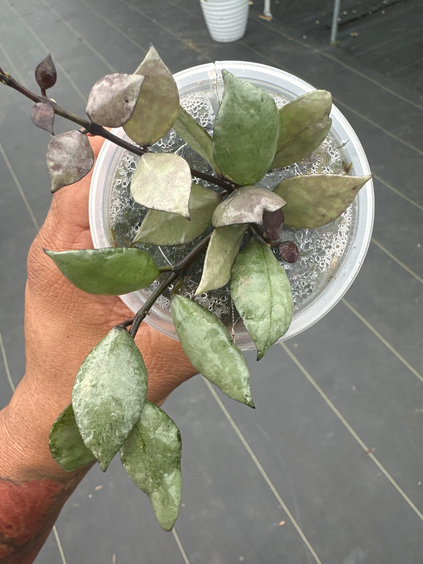 Hoya Lacunosa violet