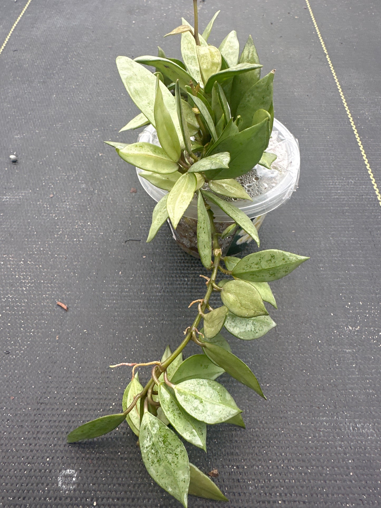 Hoya Lacunosa Grey Ash Splash