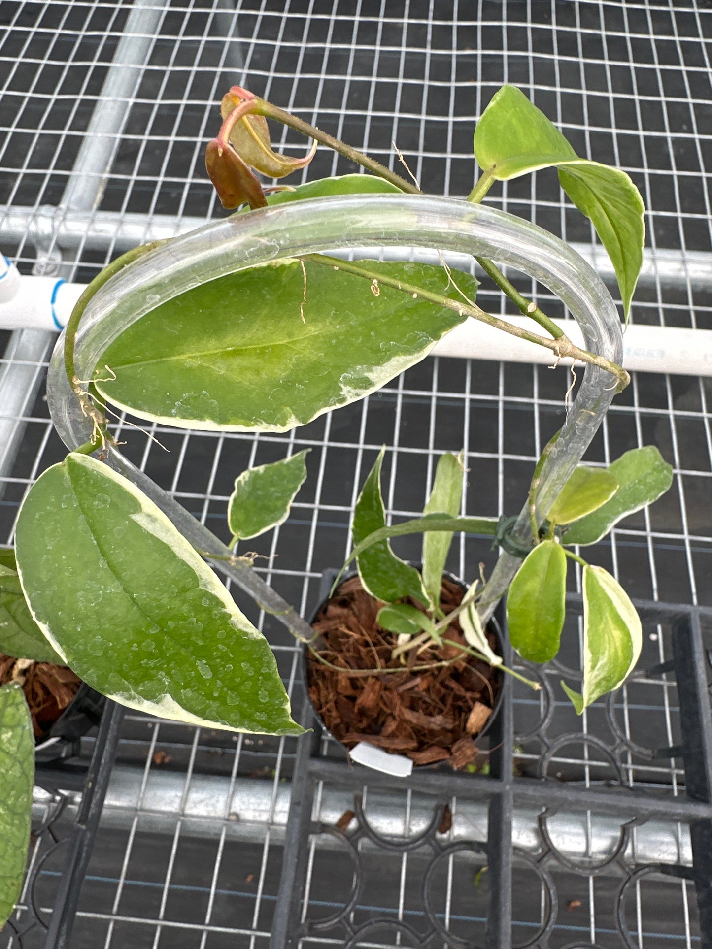 Hoya Kenejiana (outer Variegation)