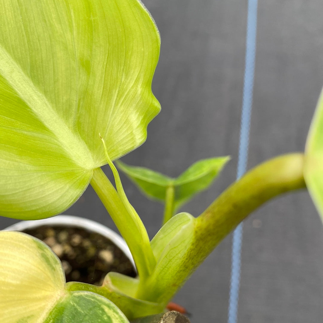 Philodendron Domesticum Var.