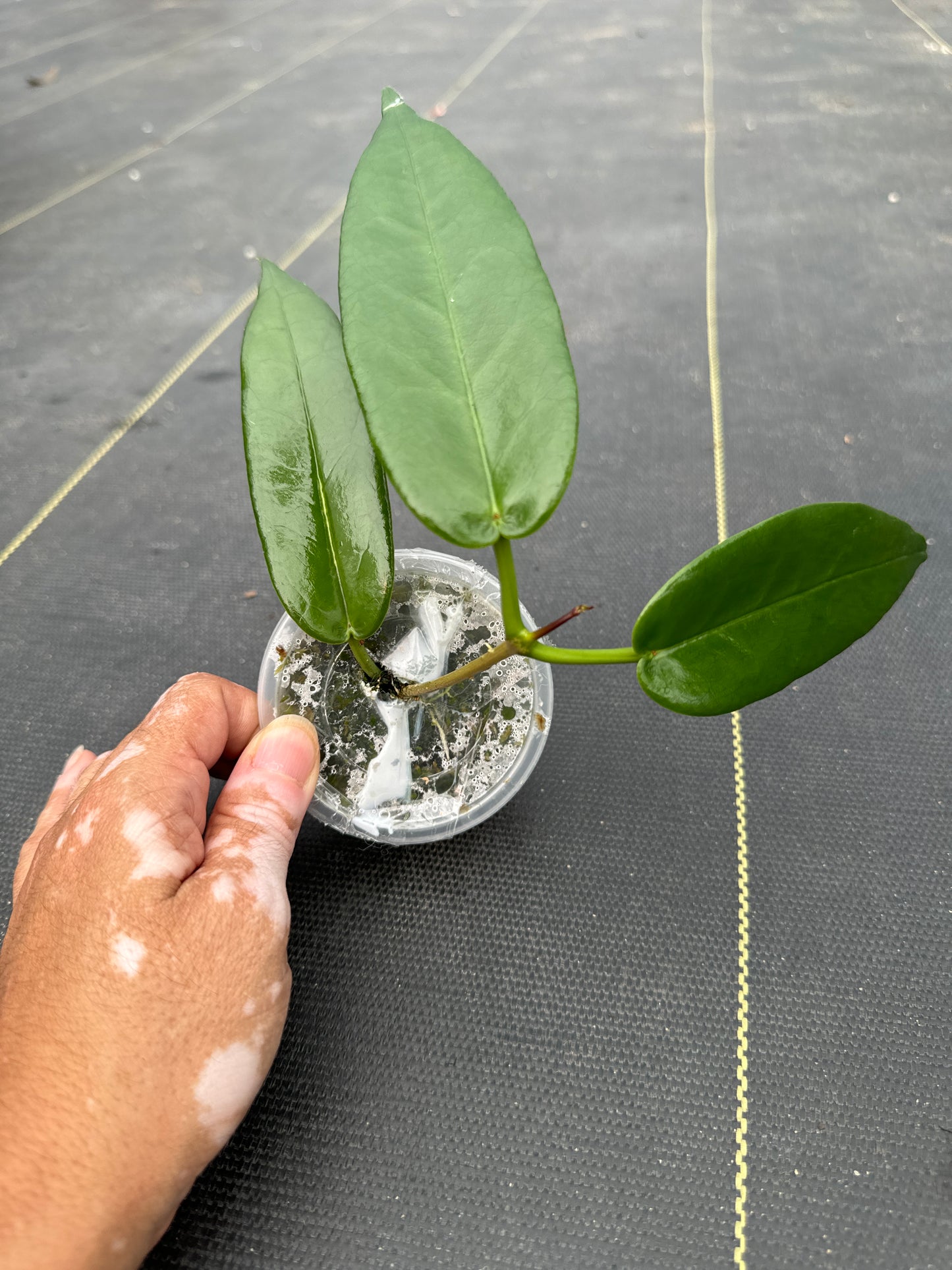 Hoya Archboldiana Pink