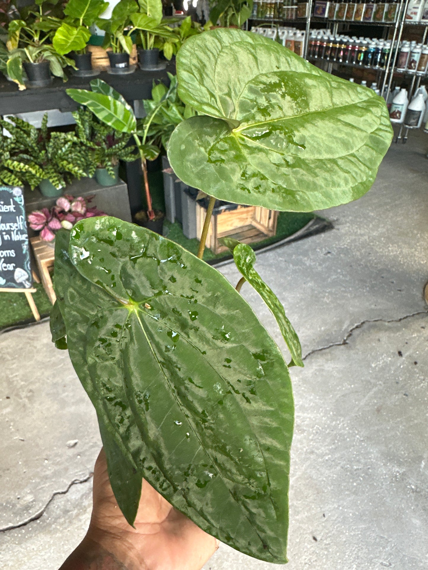 Anthurium Dark Phoenix x Papilanum