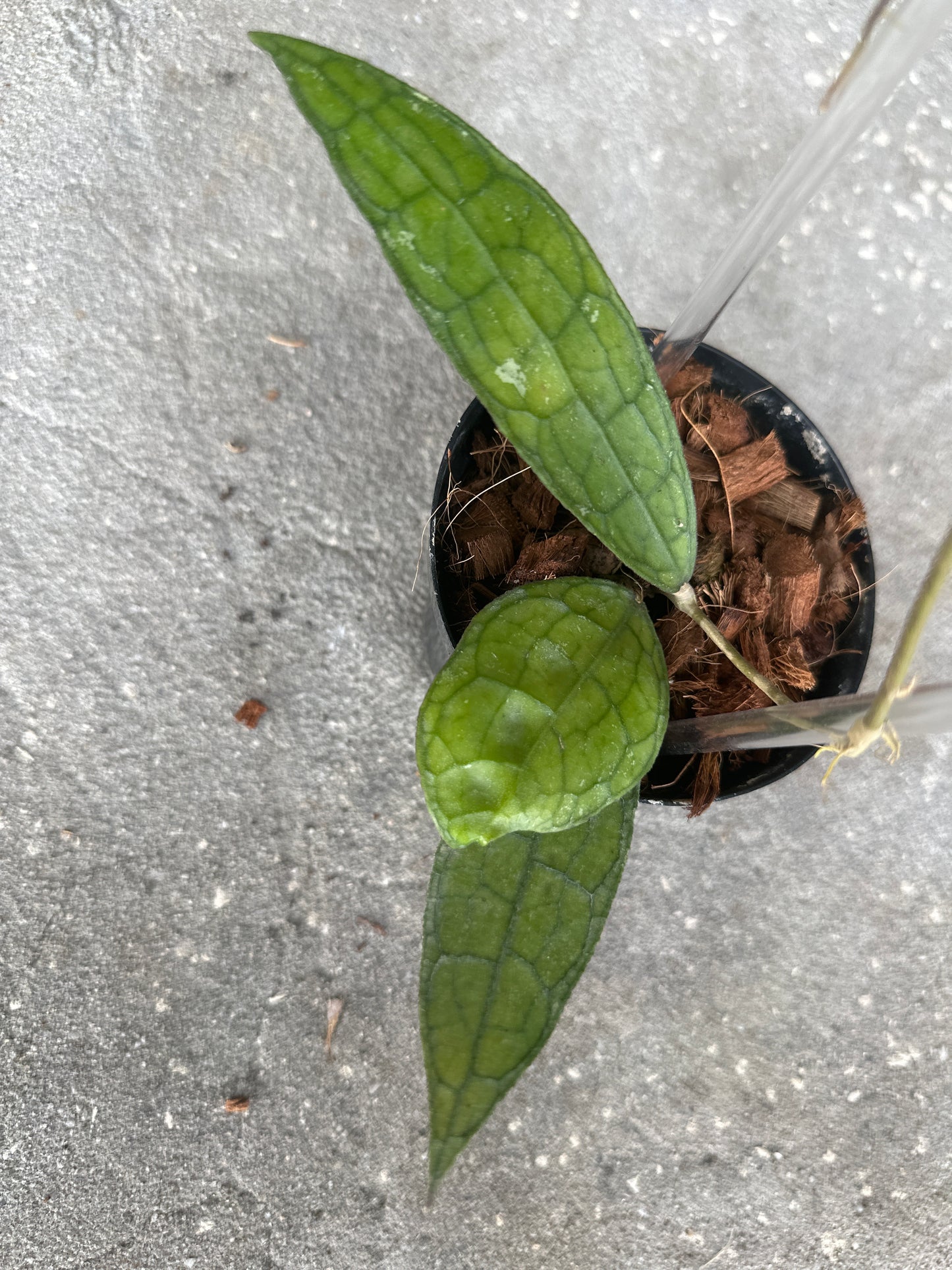 Hoya Clemensiorum