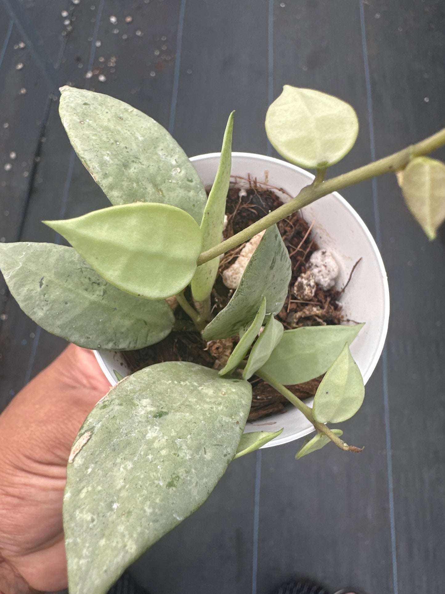 Hoya Lacunosa Fullmoon