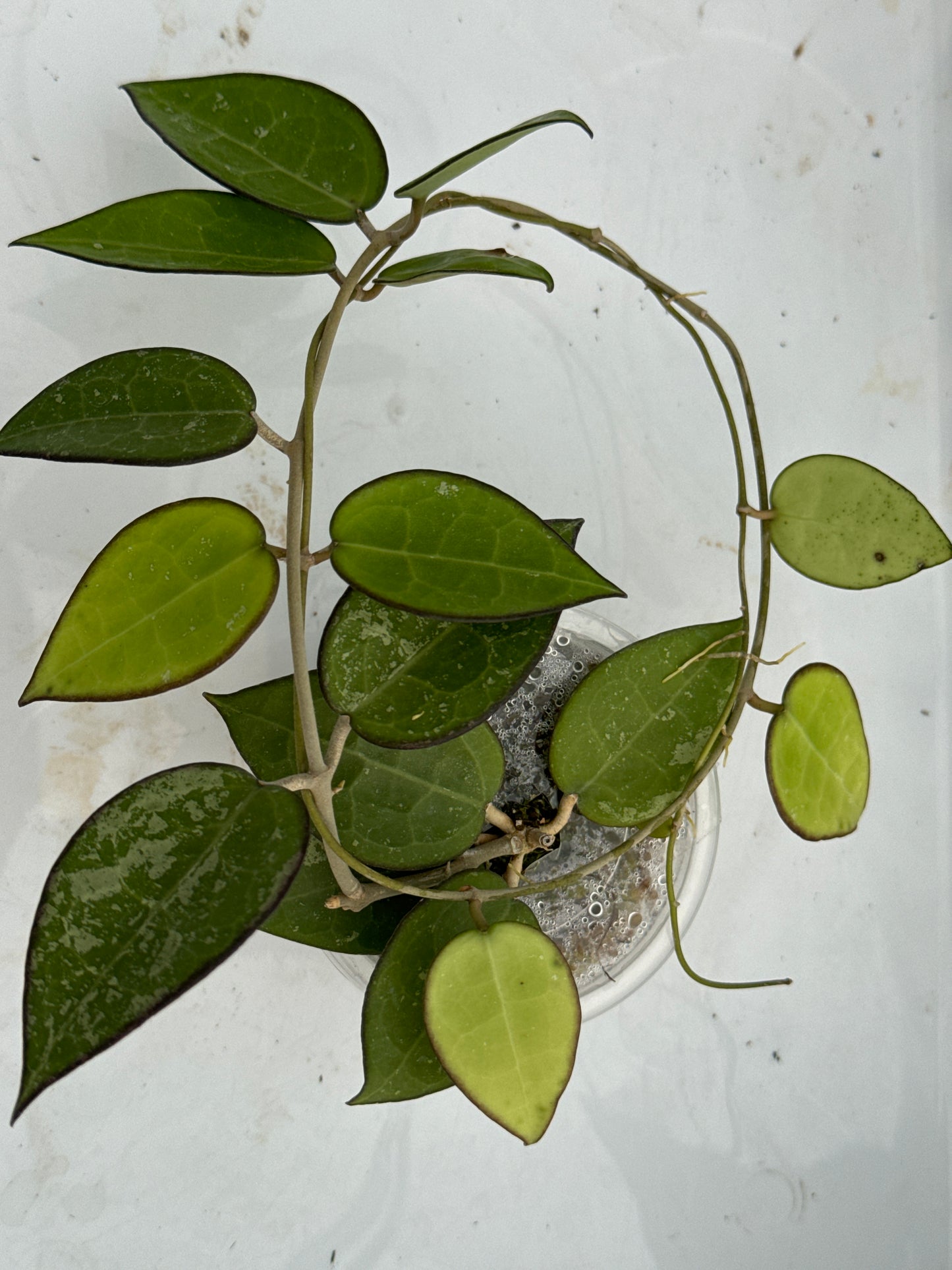 Hoya Verticillata