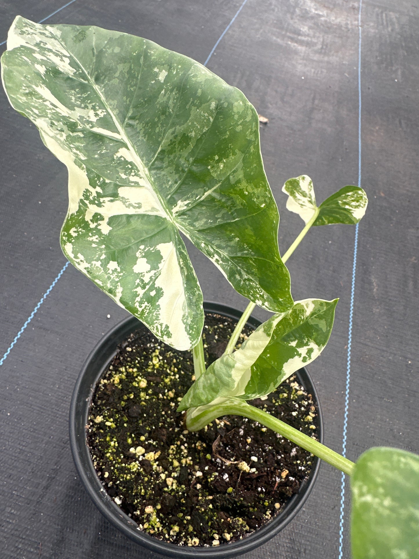 Alocasia Machroniza Albo