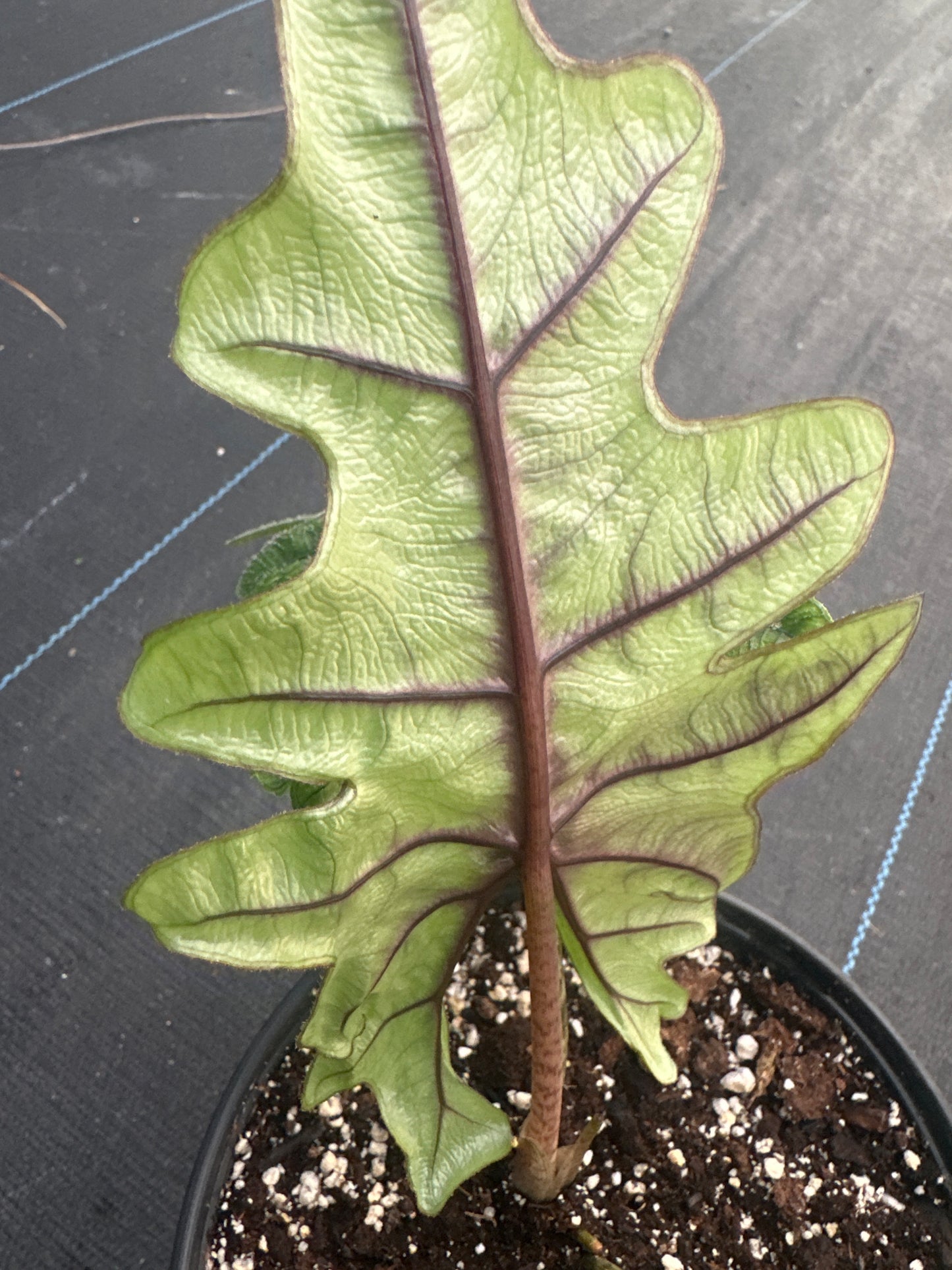 Alocasia Jacklyn