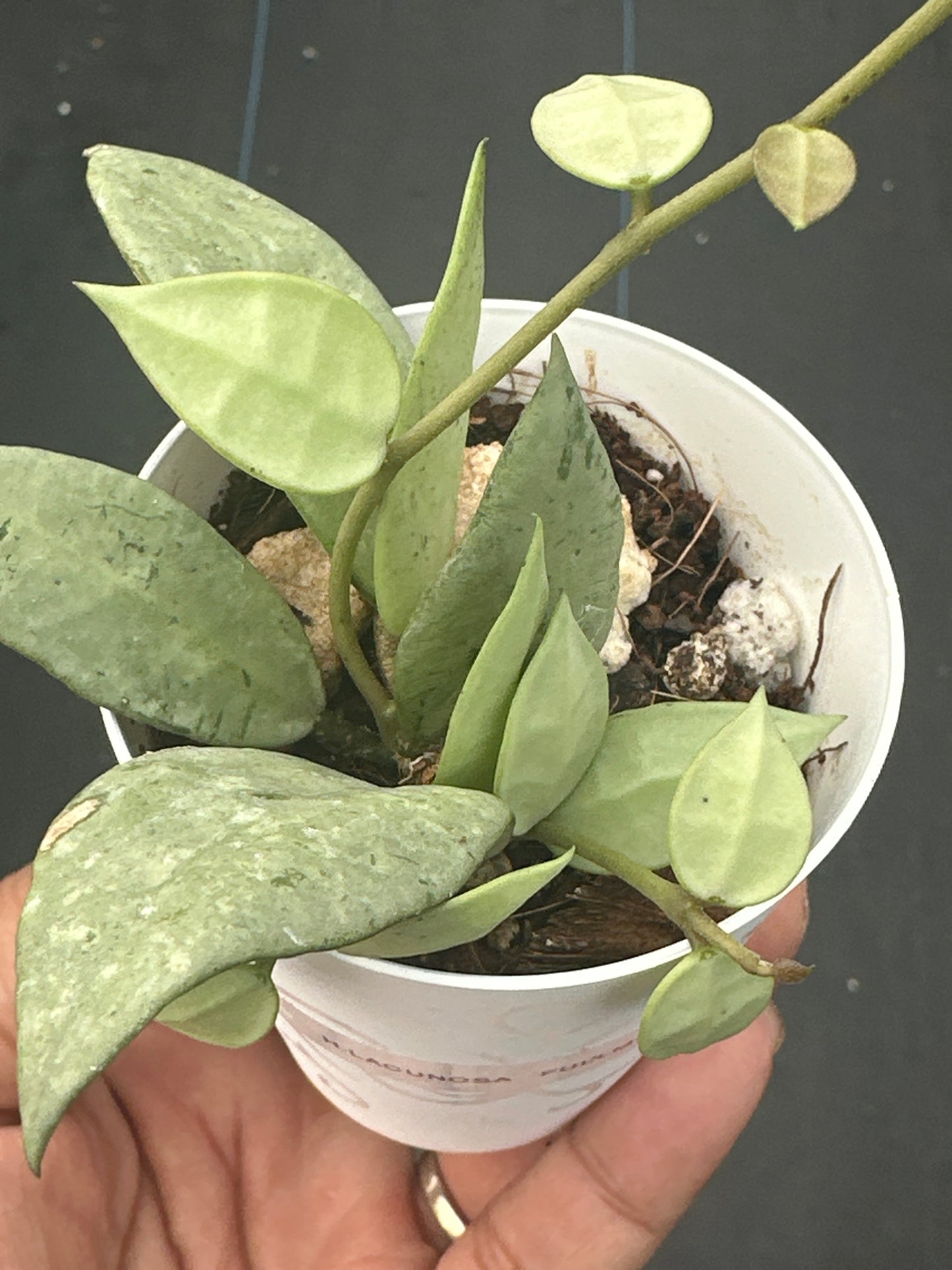 Hoya Lacunosa Fullmoon