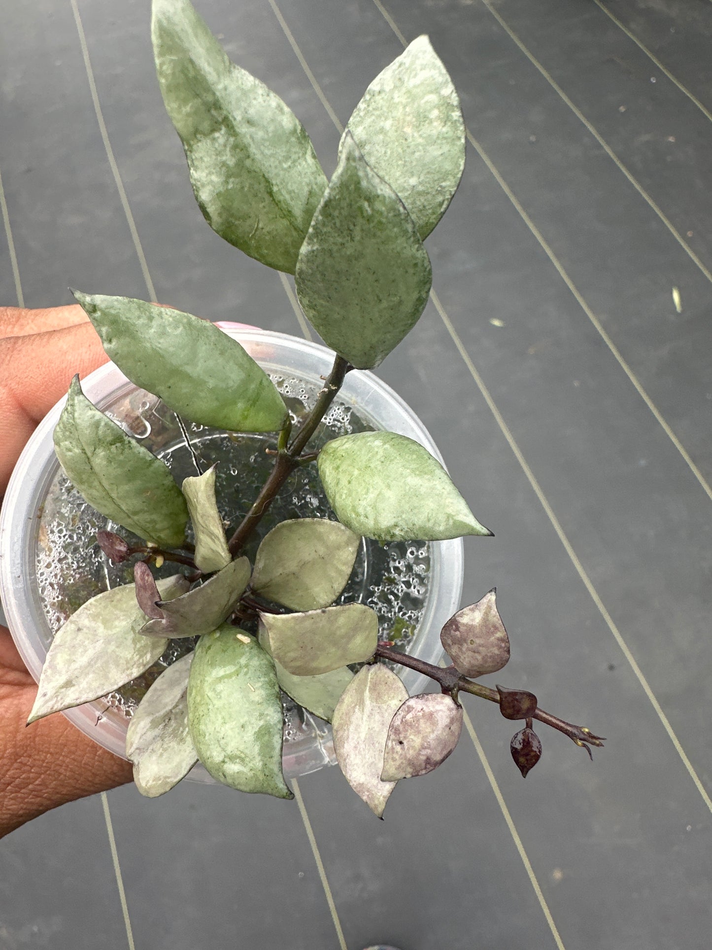 Hoya Lacunosa violet