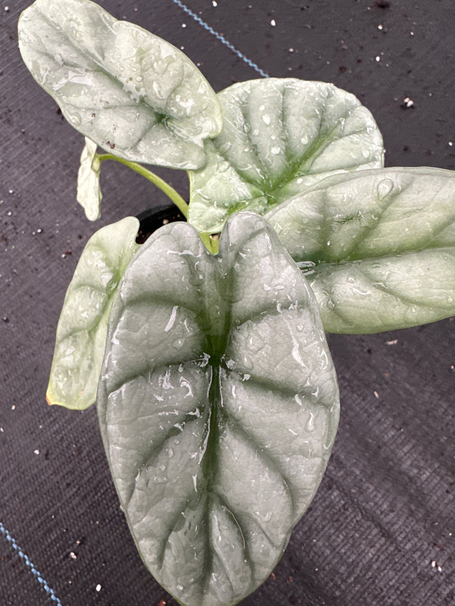 Alocasia Silver Dragon