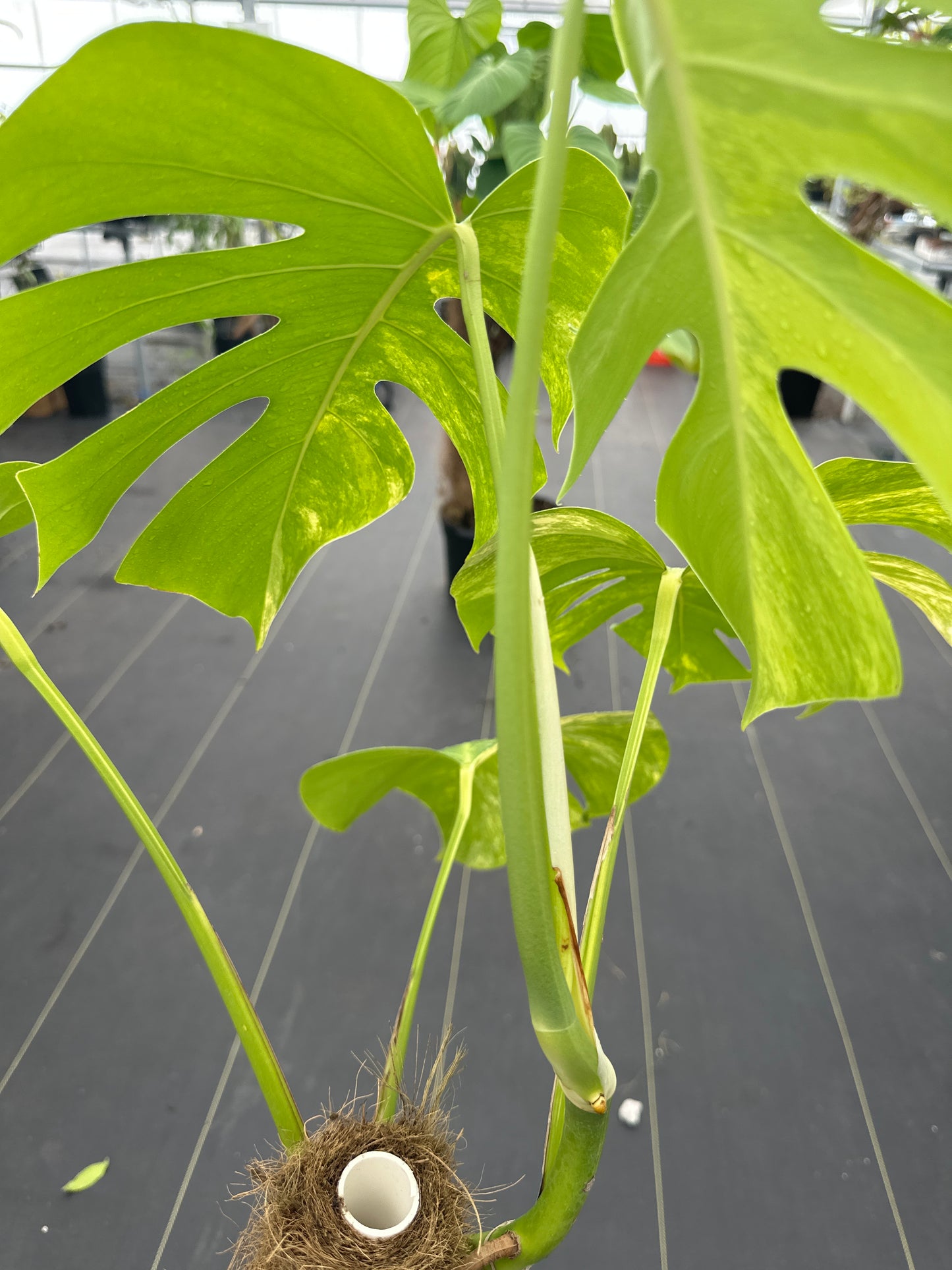 Monstera Aurea