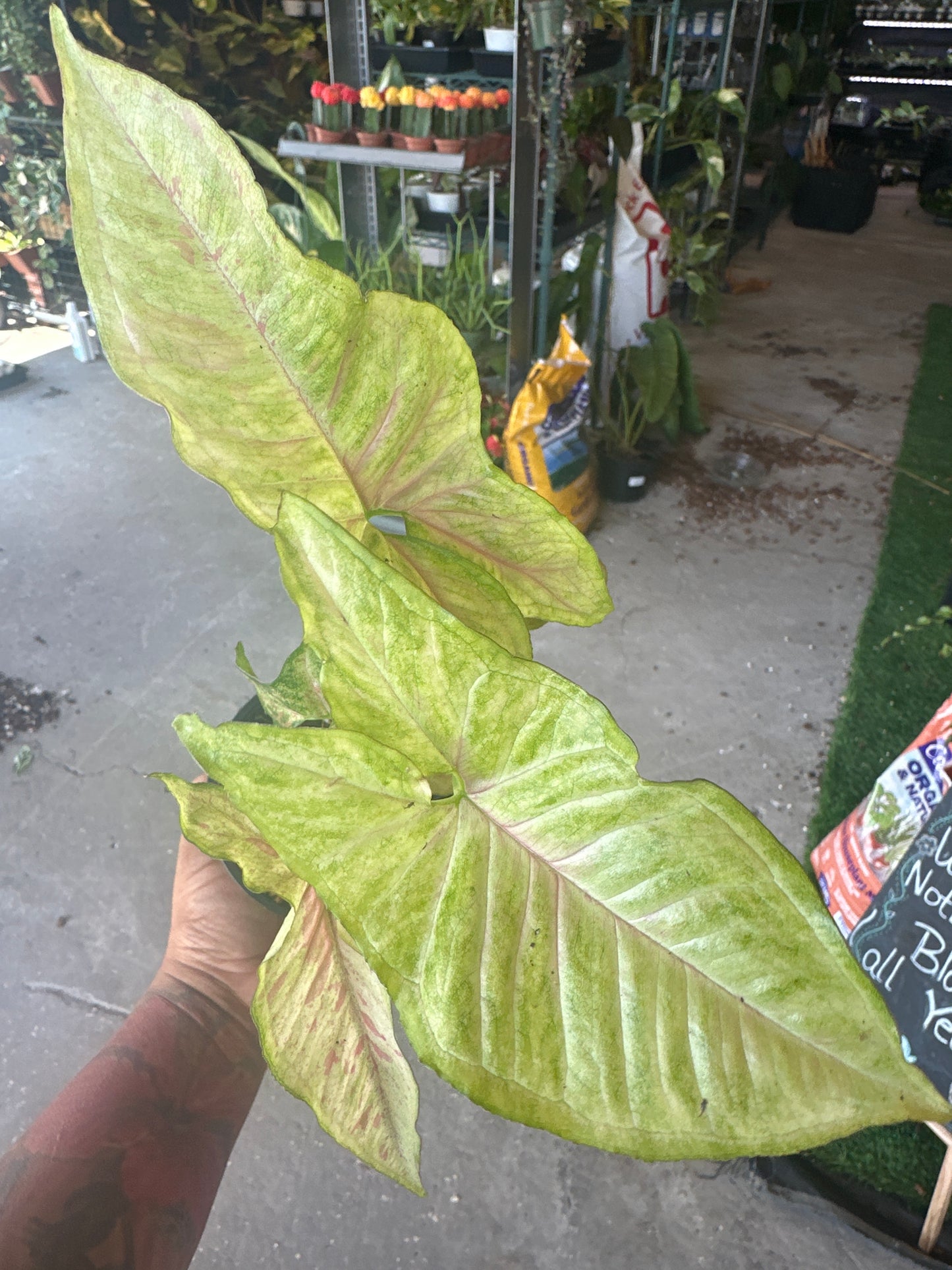 Syngonium Milk confetti