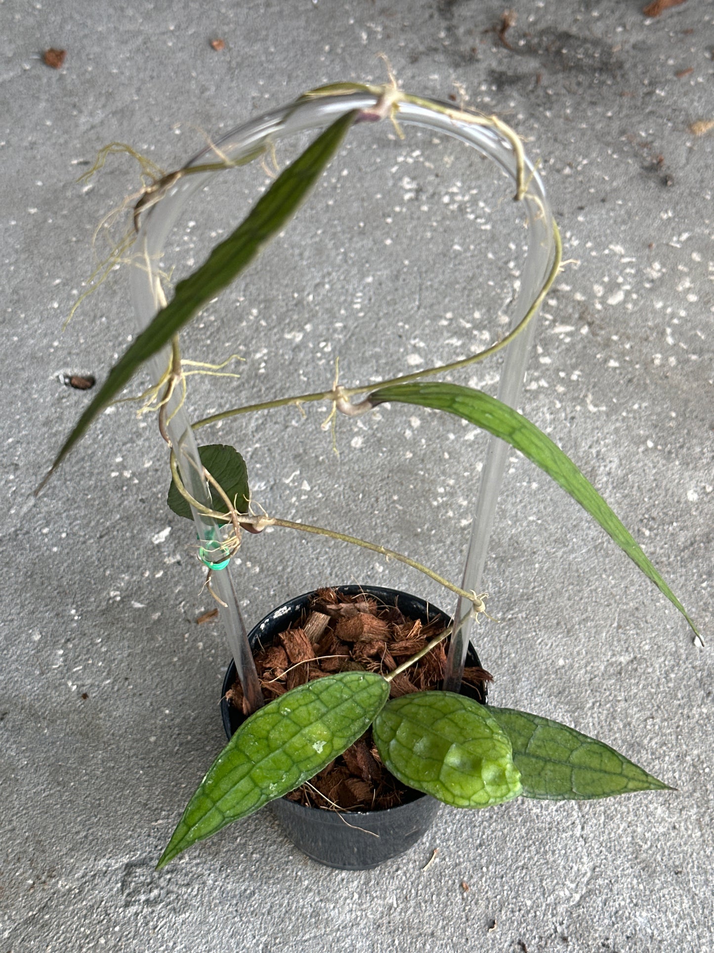 Hoya Clemensiorum