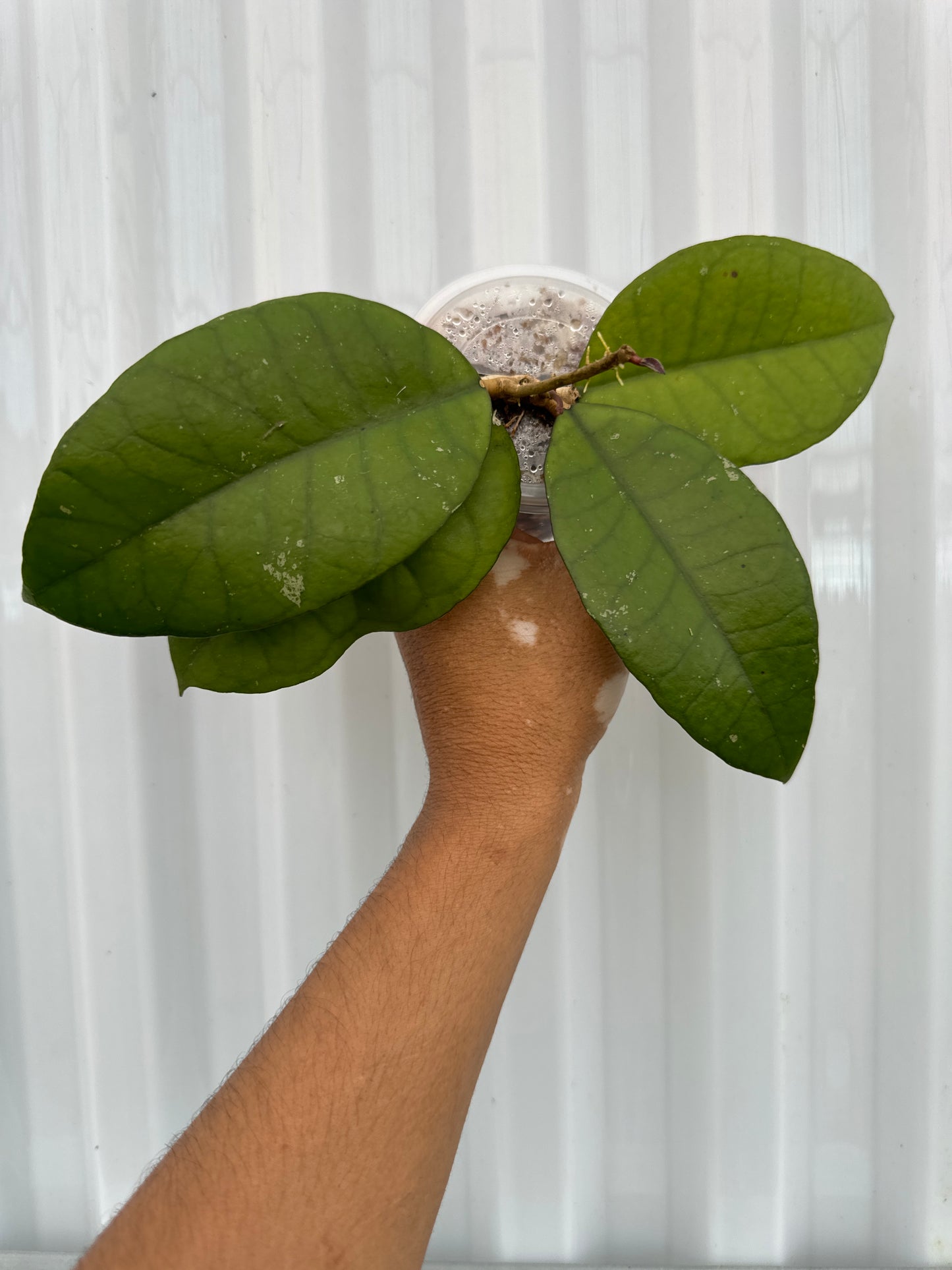 Hoya Calistophylla Veinless Sp