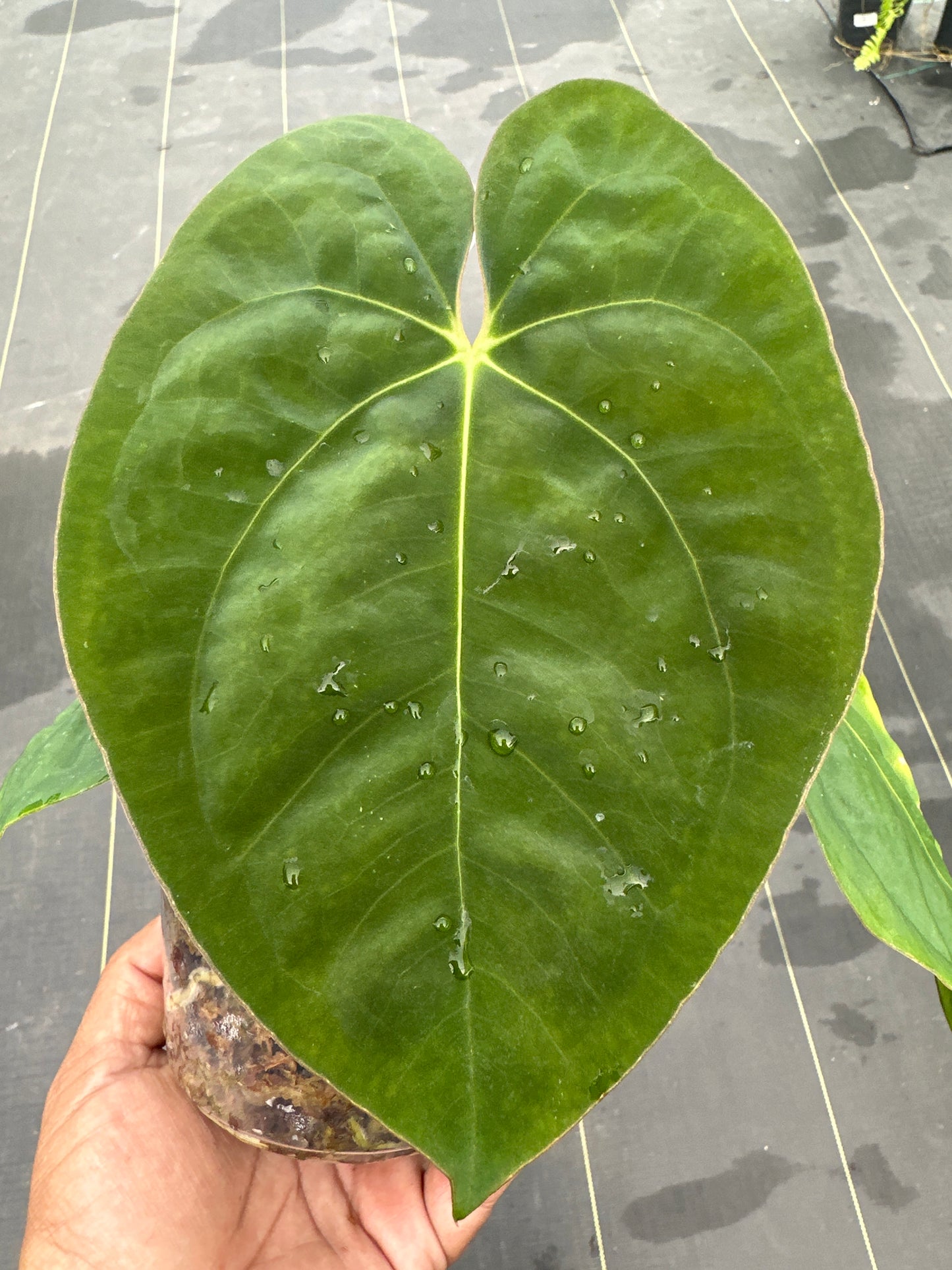 Anthurium Papilanum x Dressleri