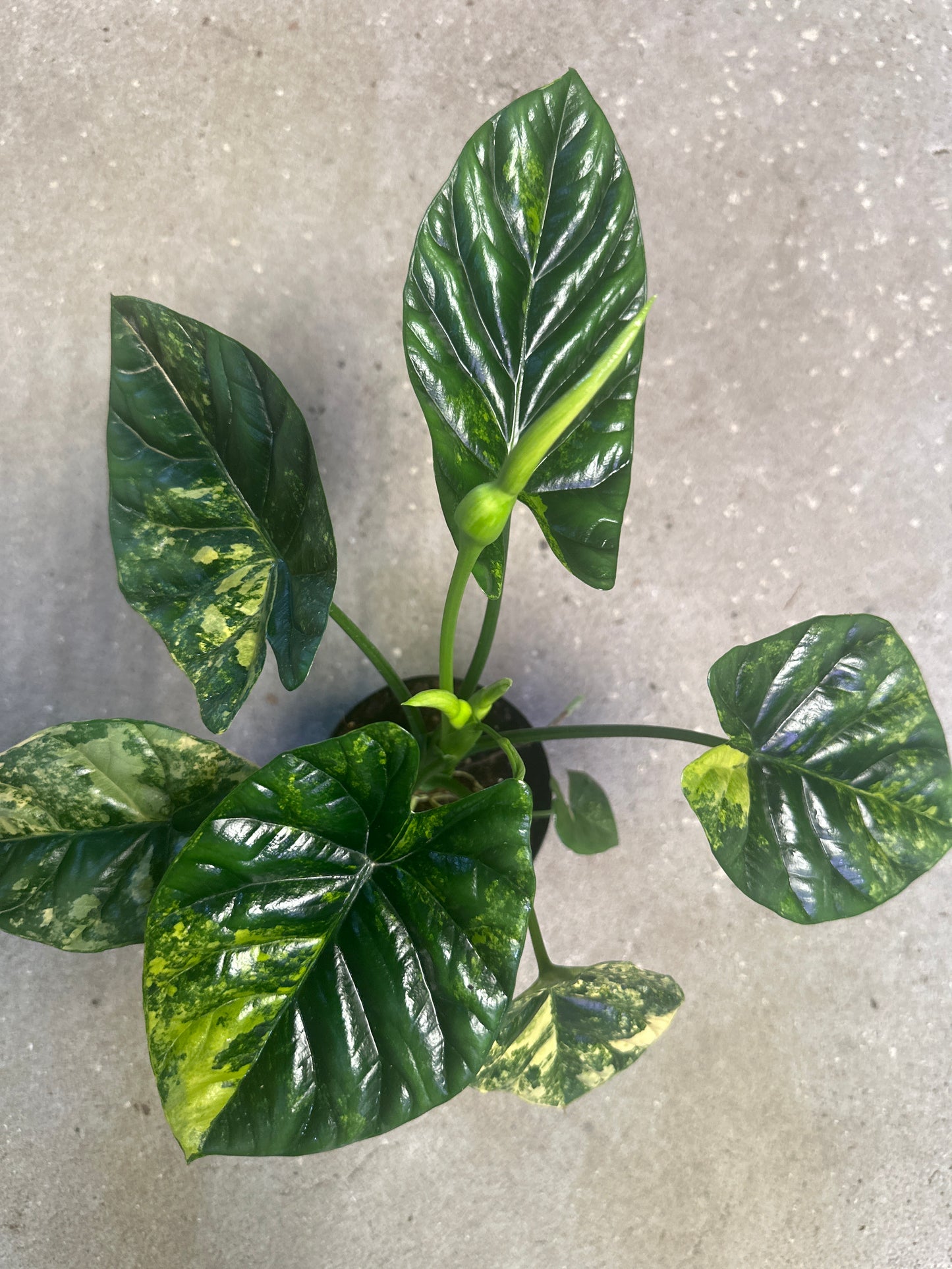 Alocasia Sinuata Variegated Áurea