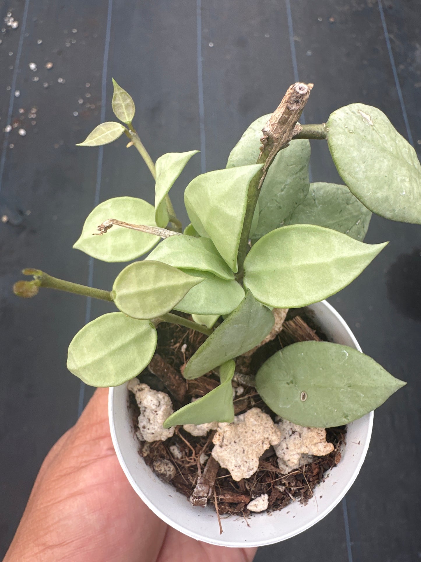 Hoya Lacunosa Fullmoon