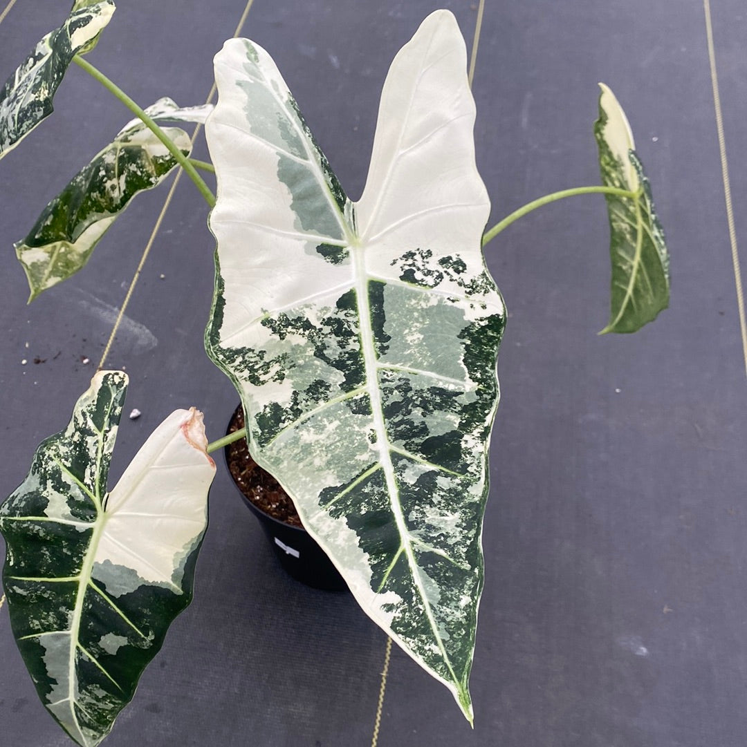 Philodendron Frydek Variegated