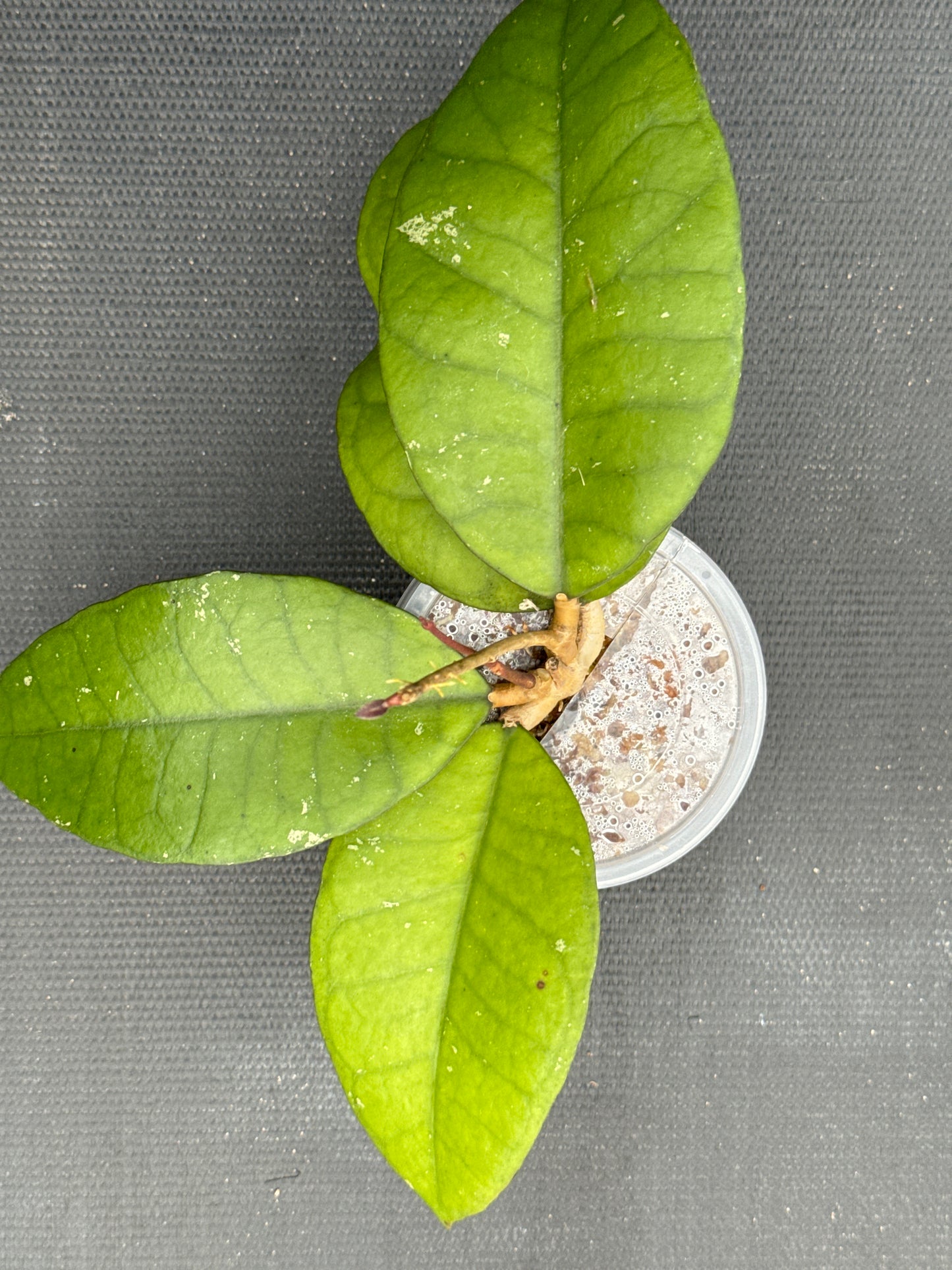 Hoya Calistophylla Veinless Sp