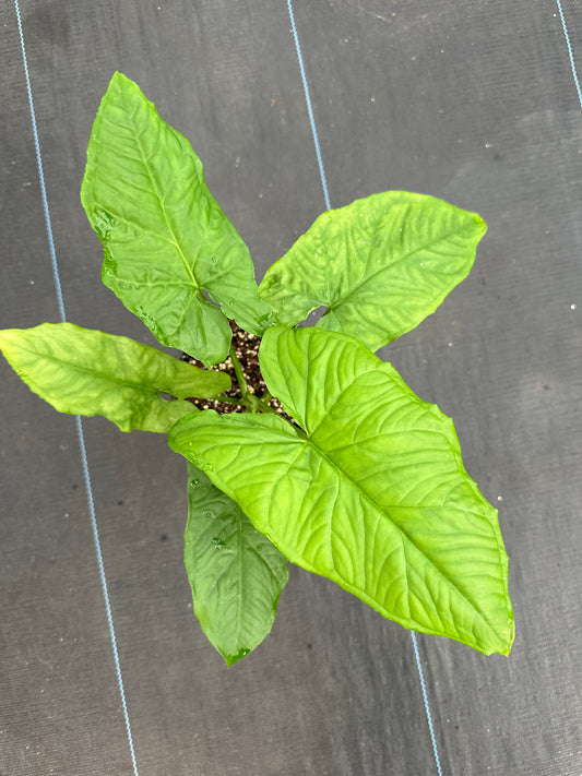 Syngonium Steyermarkii