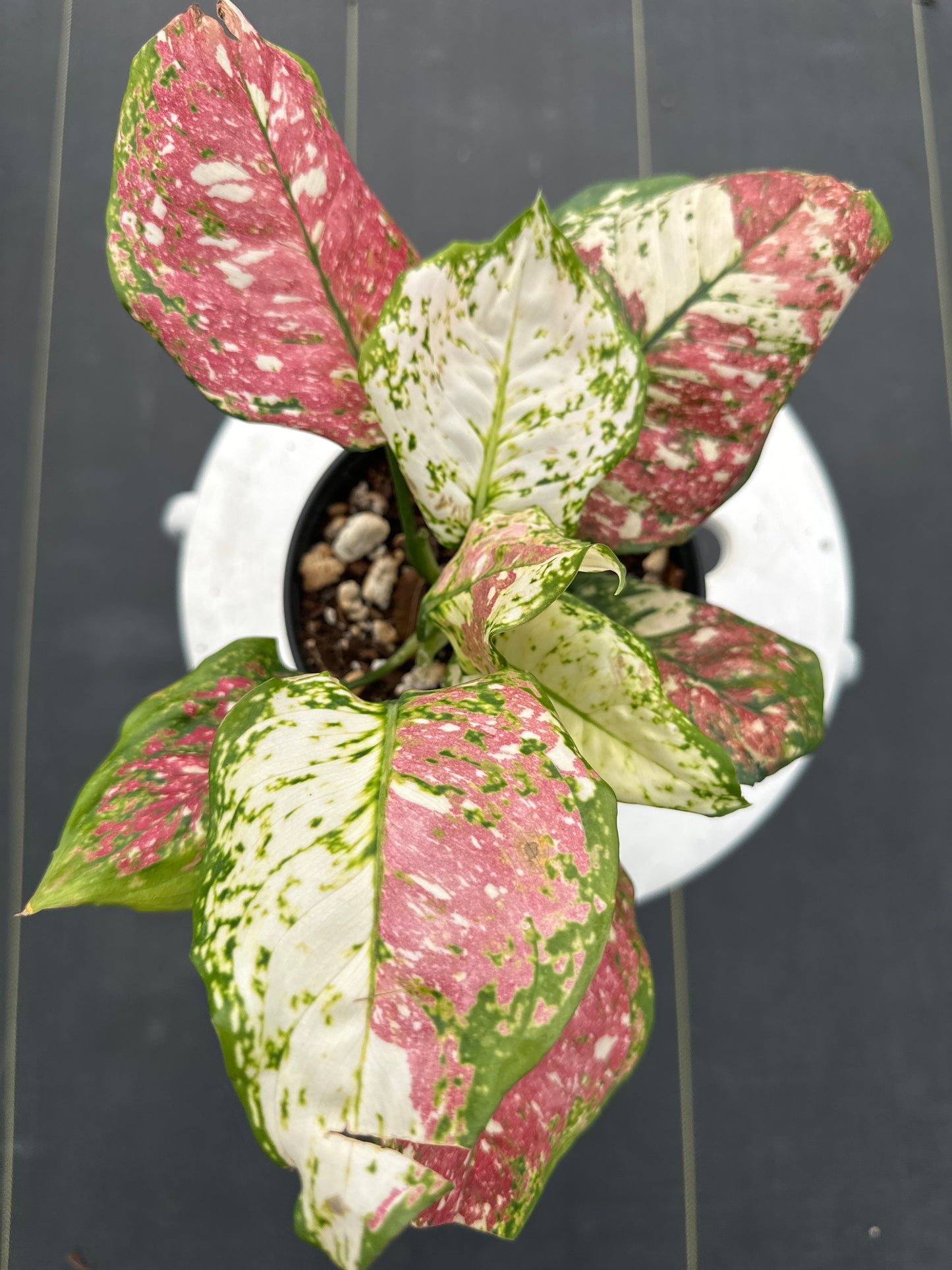 Aglaonema Anyamanee tricolor