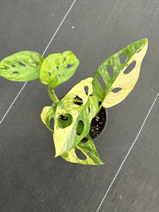 Monstera Adansonii Aurea Variegated