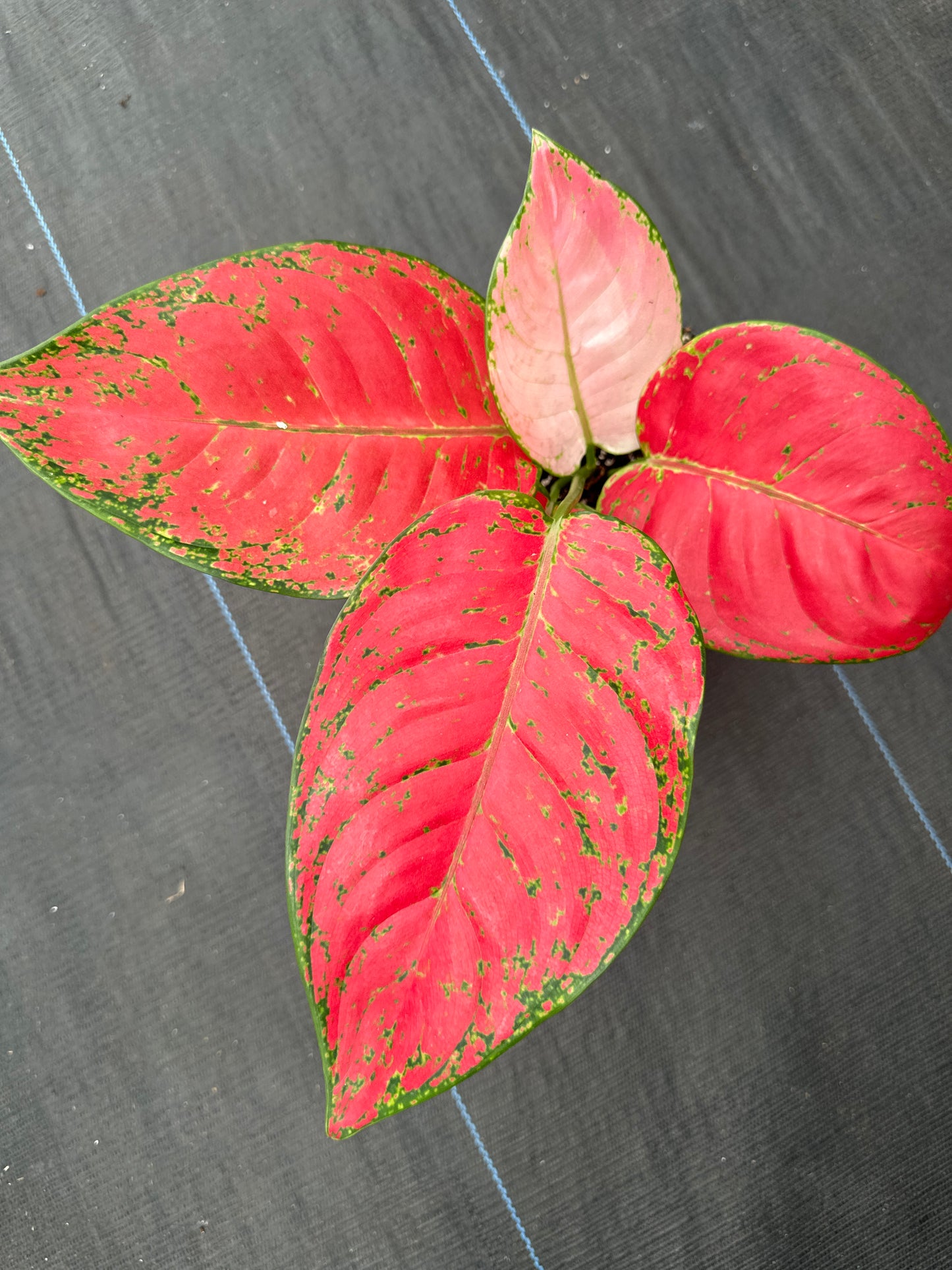 Aglaonema Mongkol