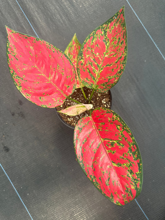 Aglaonema Sup Mongkol