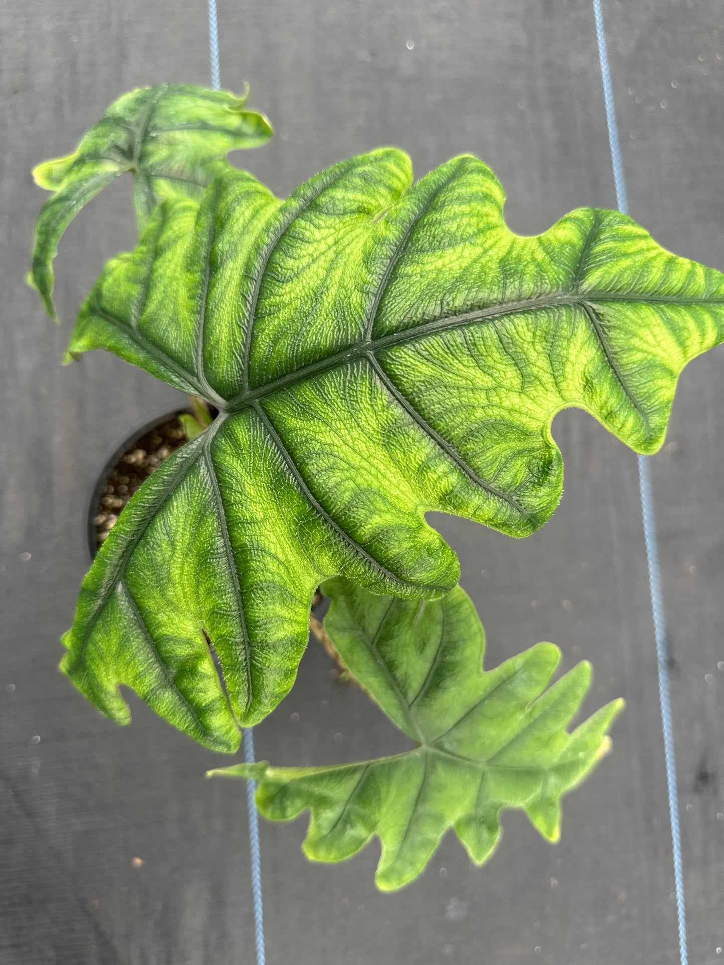 Alocasia Jacklyn