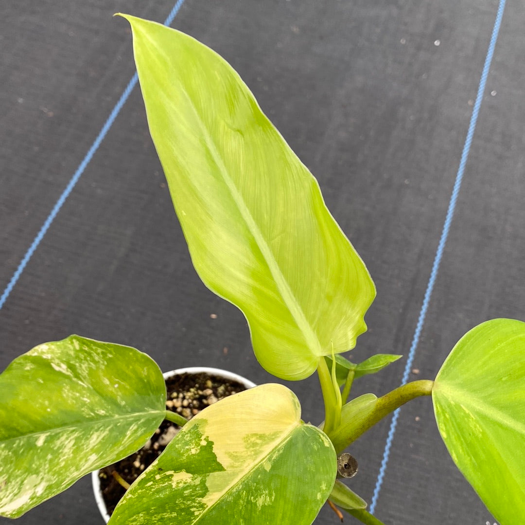 Philodendron Domesticum Var.