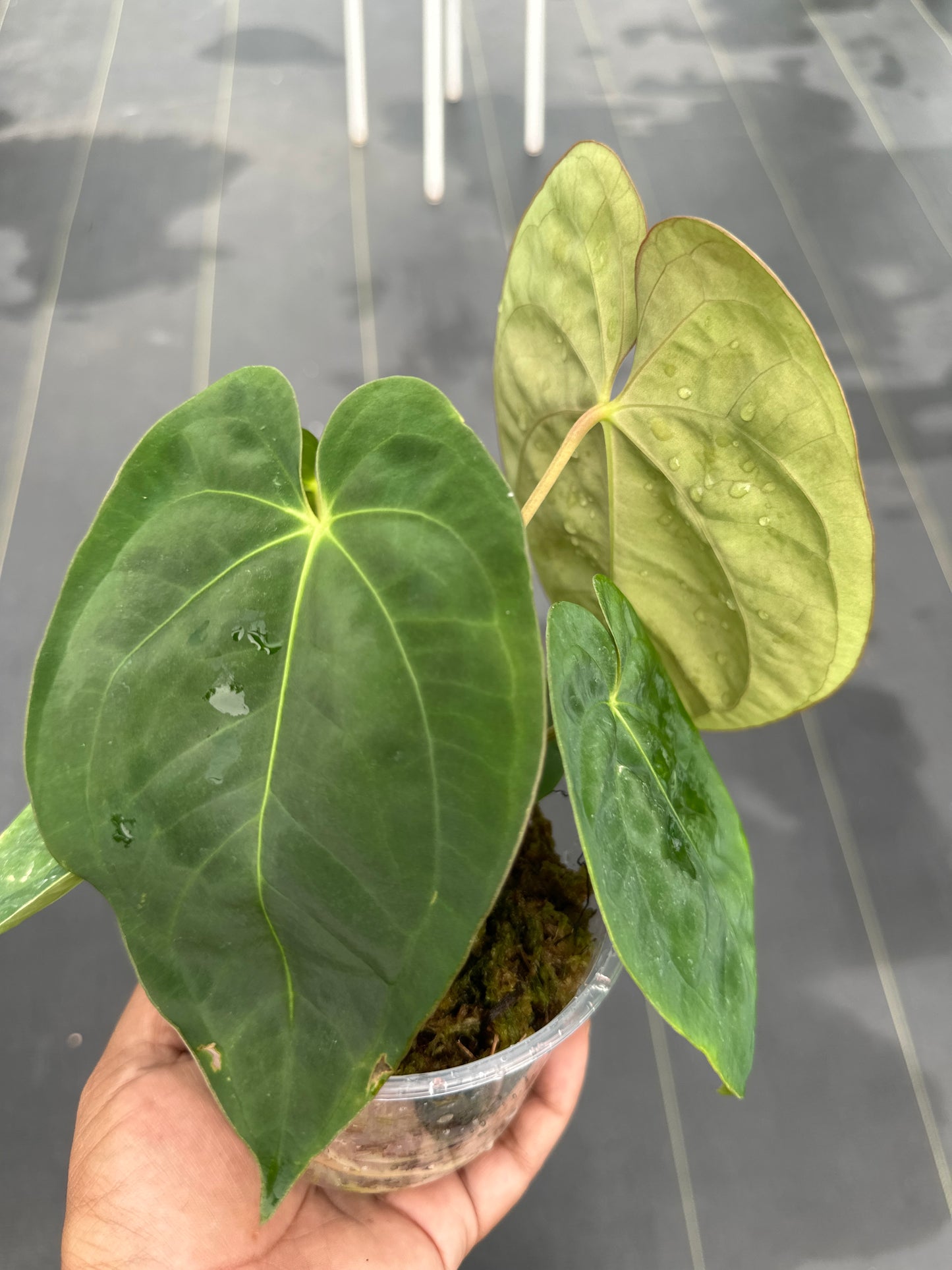 Anthurium Papilanum x Dressleri