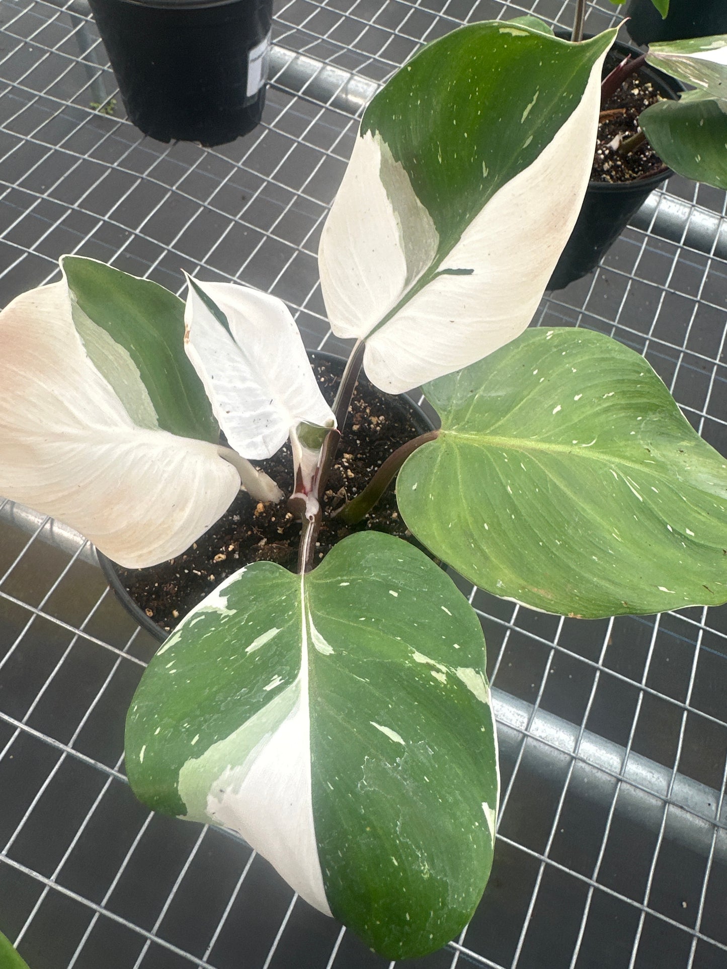 Philodendron White Knight