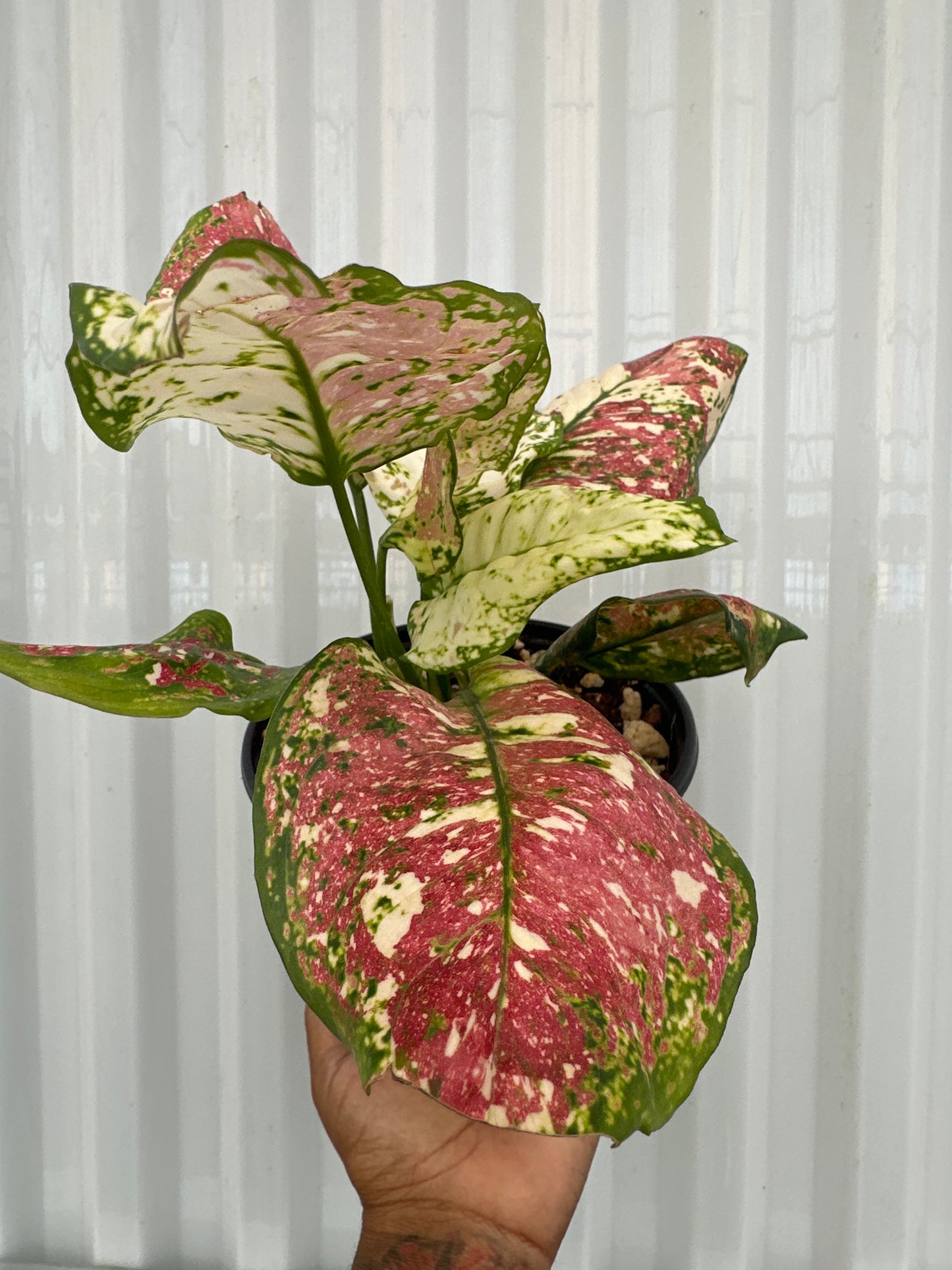 Aglaonema Anyamanee tricolor