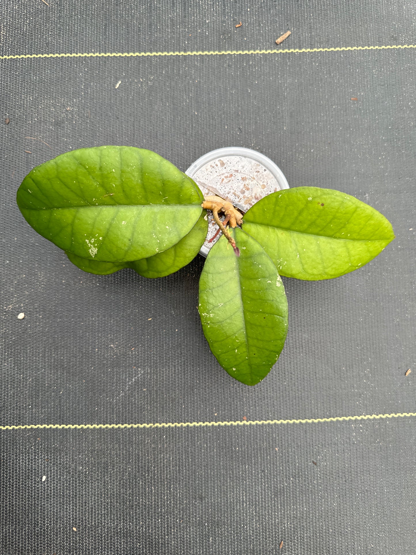 Hoya Calistophylla Veinless Sp