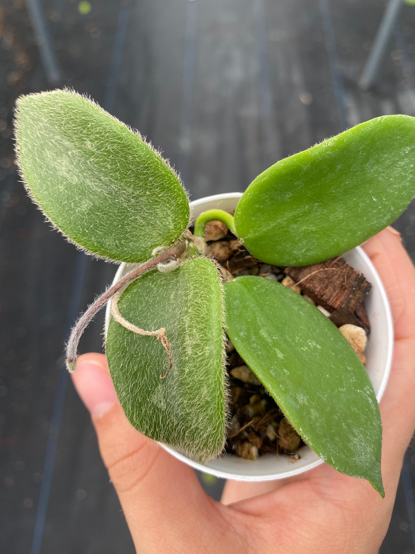 Hoya Sp aff Thompsonii